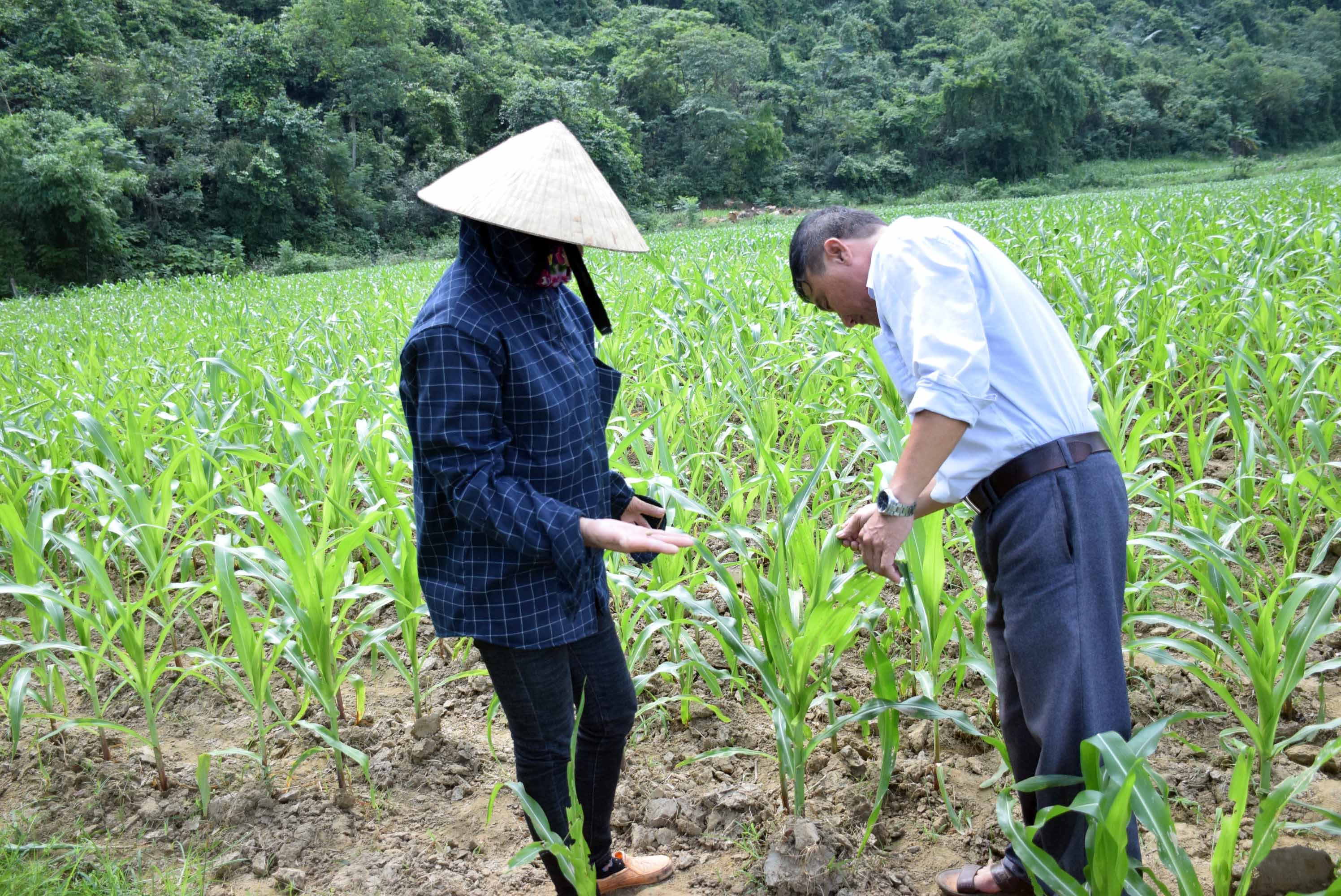 Sau keo mùa thu đang gây hại ..... ha ngô vụ đông của huyện Tân Kỳ. Ảnh: Xuân Hoàng