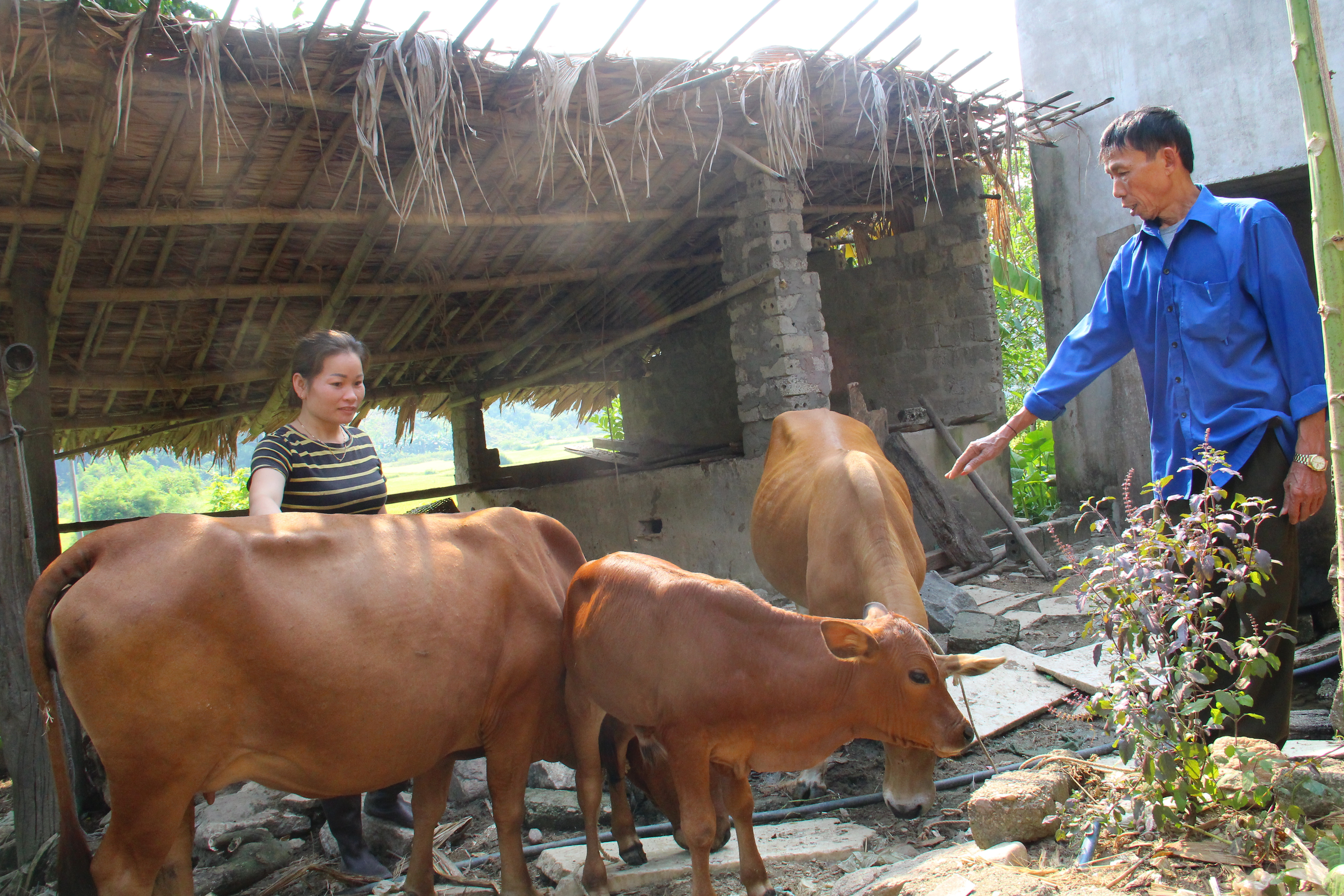 Gia đình đảng viên trẻ Lữ Thị Hà (SN 1985) tiên phong đưa phương thức chăn nuôi bán chăn thả ở Na Xái-thanh quỳnh