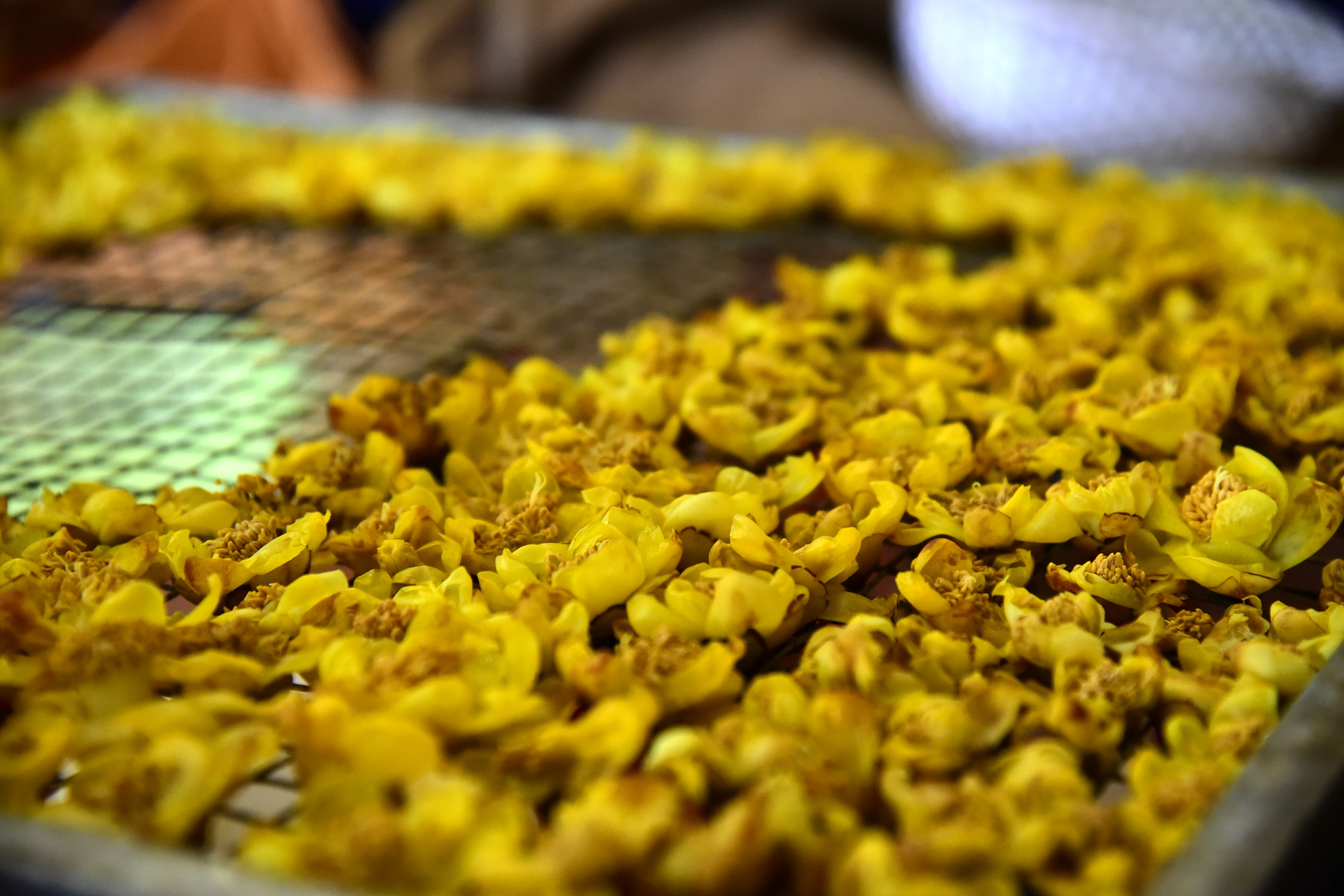 Chè hoa vàng - một sản vật quý của huyện Quế Phong. Ảnh: Lâm Tùng
