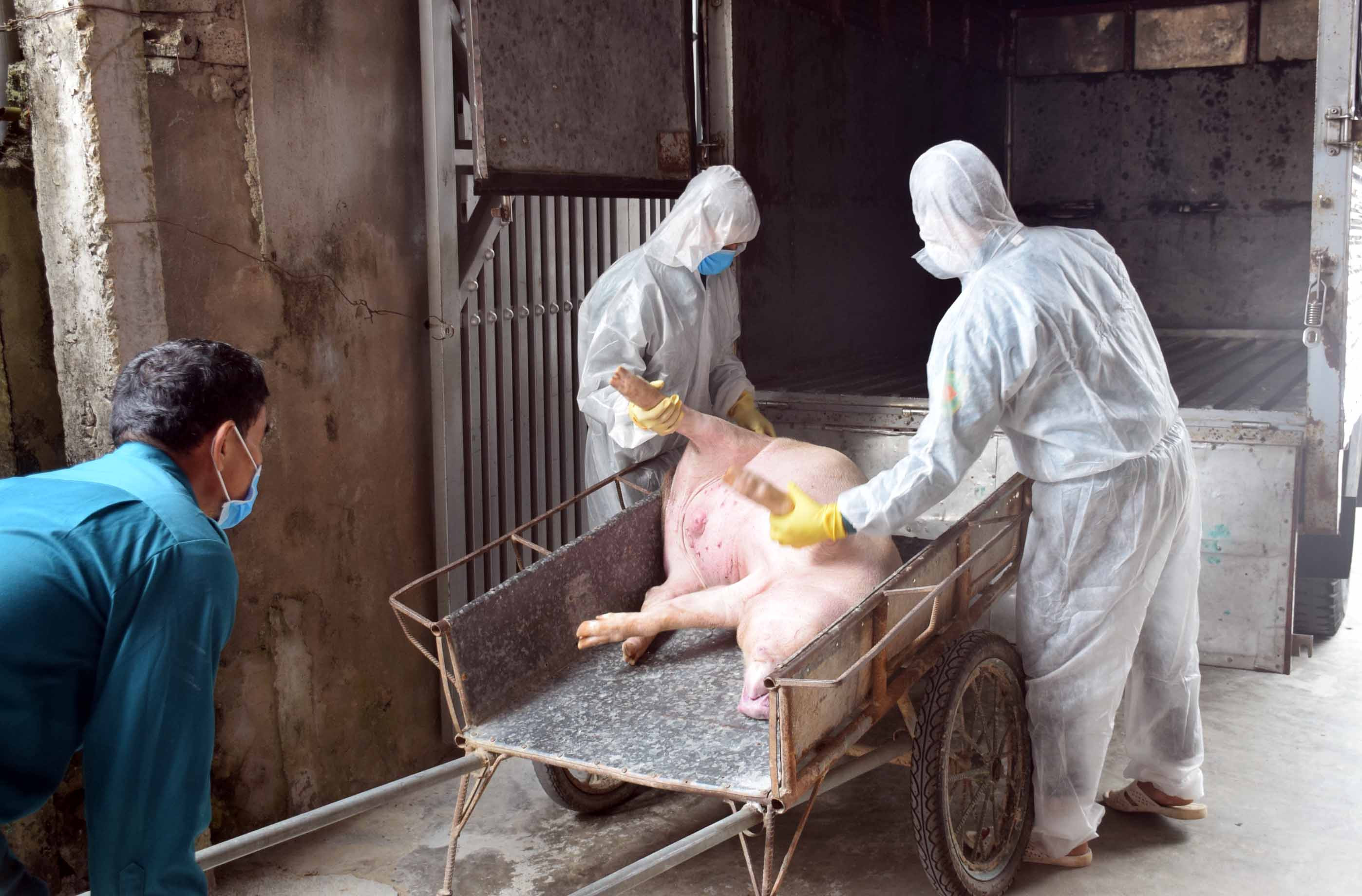 Tiêu hủy lợn bị nhiễm dịch tại xã Thọ Thành. Ảnh tư liệu Xuân Hoàng