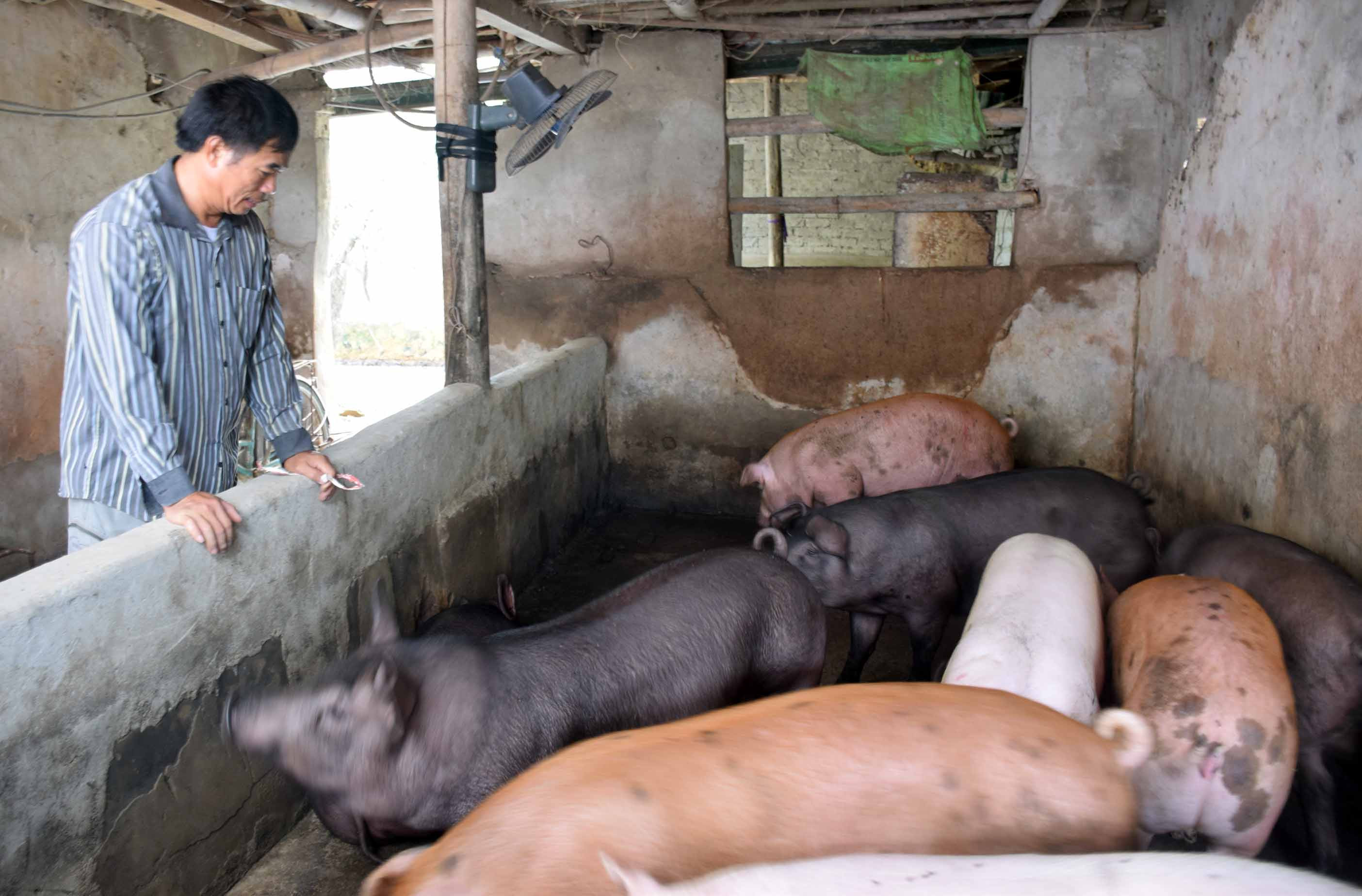 Các trang trại, gia trại chăn nuôi lợn trên địa bàn huyện Yên Thành đang lo dịch tấn công. Ảnh: Xuân Hoàng