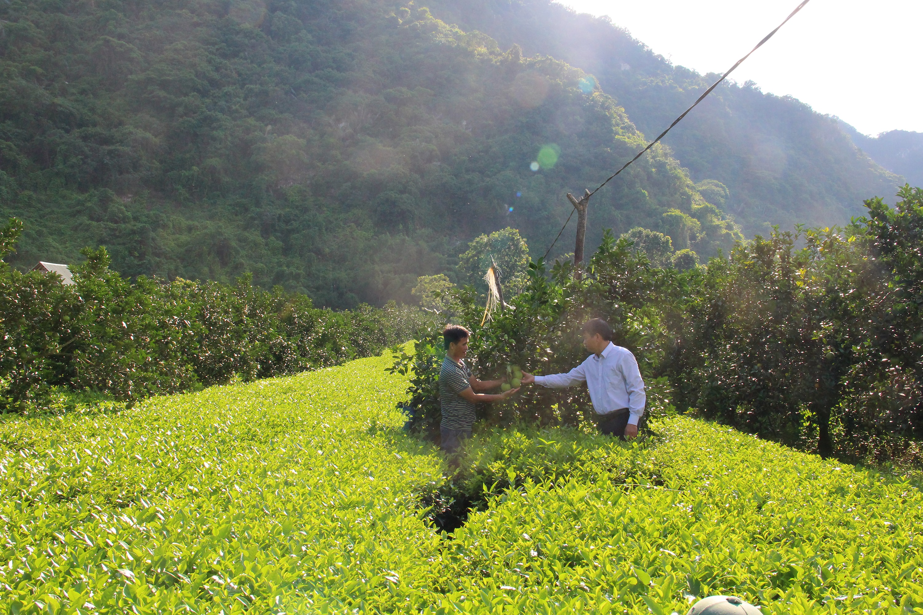 Bí thư Đảng ủy xã Bồng Khê Phan Thanh Hùng (phải) thăm mô hình trồng cam của thôn 2/9. Ảnh: Thanh Quỳnh