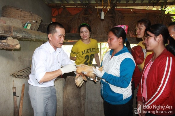  Cán bộ Trạm Khuyến nông huyện Anh Sơn hướng dẫn kỹ thuật nuôi gà cho nông dân. Ảnh tư liệu: Thái Hiền