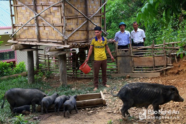 Lợn đen là đặc sản của Kỳ Sơn. Ảnh tư liệu Lữ Phú