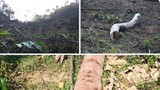 Chủ tịch UBND huyện Quỳ Châu chỉ đạo xử lý vụ việc vi phạm về phá rừng ở xã Châu Thuận