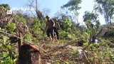 Phát hiện thêm vụ việc chặt phá rừng ở Nghệ An