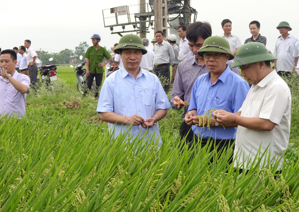 Đồng chí Nguyễn Văn Đệ - Bí thư Huyện ủy Yên Thành kiểm tra lúa giống ở xã Hoa Thành. Ảnh: Văn Trường