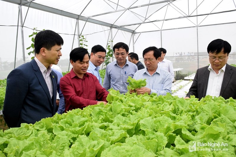 mô hình sản xuất rau sạch của HTX rau củ quả an toàn Nam Anh, huyện Nam Đàn. Ảnh tư liệu Xuân Hoàng