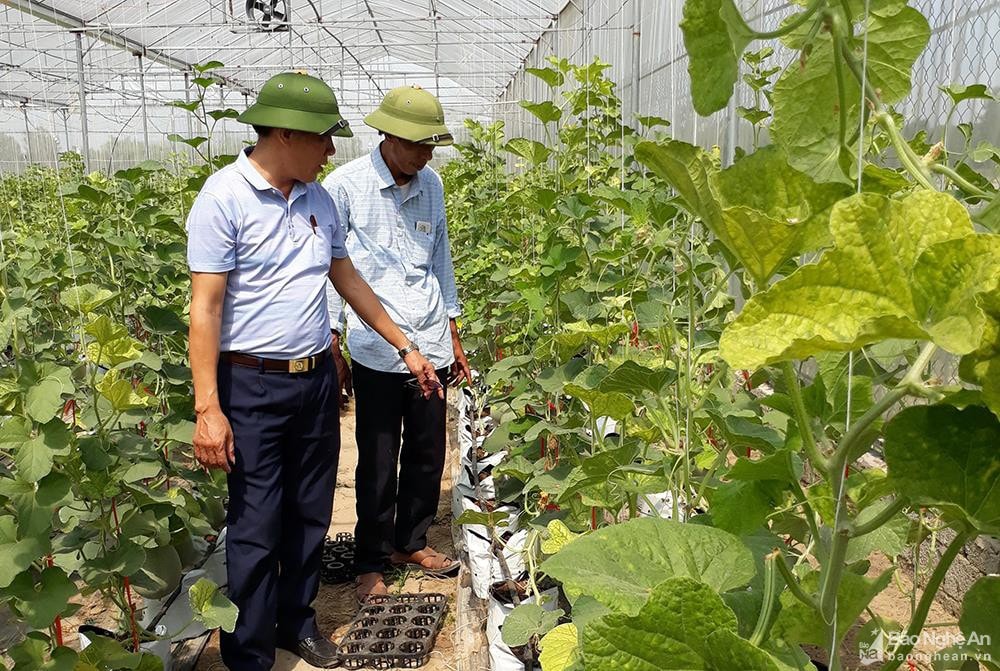 Mô hình dưa lưới của anh Đặng Thọ An ở xã Nghi Trường, Nghi Lộc. Ảnh tư liệu Thu Hiền