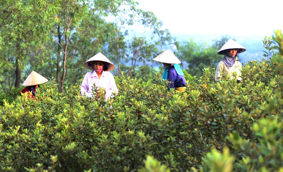 Đến hẹn lại lên, cứ 5 giờ sáng mỗi ngày, người dân làng biển Quỳnh Nghĩa, Tiến Thủy (Quỳnh Lưu) tập trung thành từng nhóm mang làn, xách giỏ lên rừng để hái sim; đến khoảng 11 giờ trưa là họ quay về nhà. 