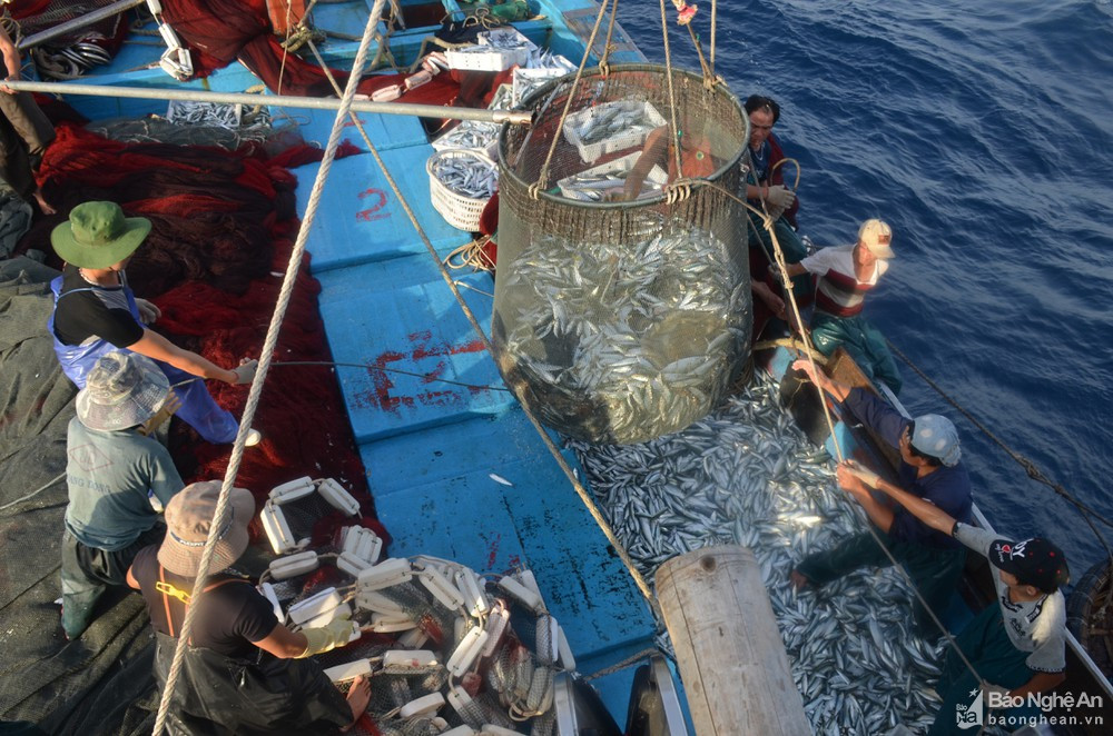 Ngư dân huyện Quỳnh Lưu đánh cá trên Vịnh Bắc Bộ. Ảnh: Tư liệu
