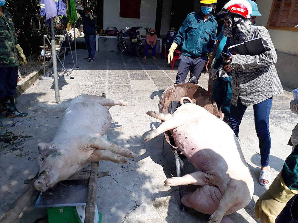 Tiêu hủy lợn nái bị dịch tả Châu Phi tại Diễn Phú.