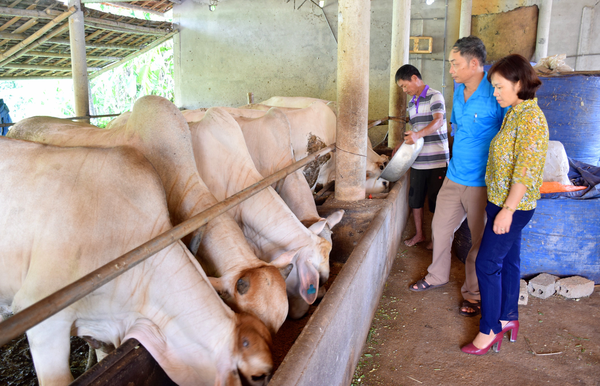 Nông dân huyện Tân Kỳ đang đẩy mạnh chăn nuôi bò vỗ béo giống ngoại theo quy trình VietGAP. Ảnh: Xuân Hoàng