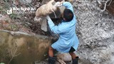 Phát hiện hàng chục bao tải lợn chết vứt dưới cống gần đầu nguồn sông Lam 