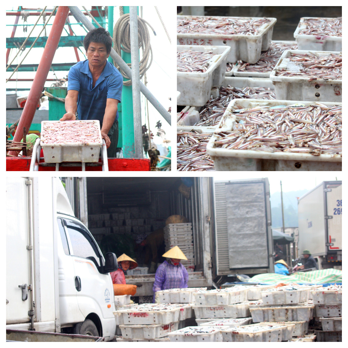 Ngư dân Quỳnh Lưu được mùa cá. Ảnh: Việt Hùng