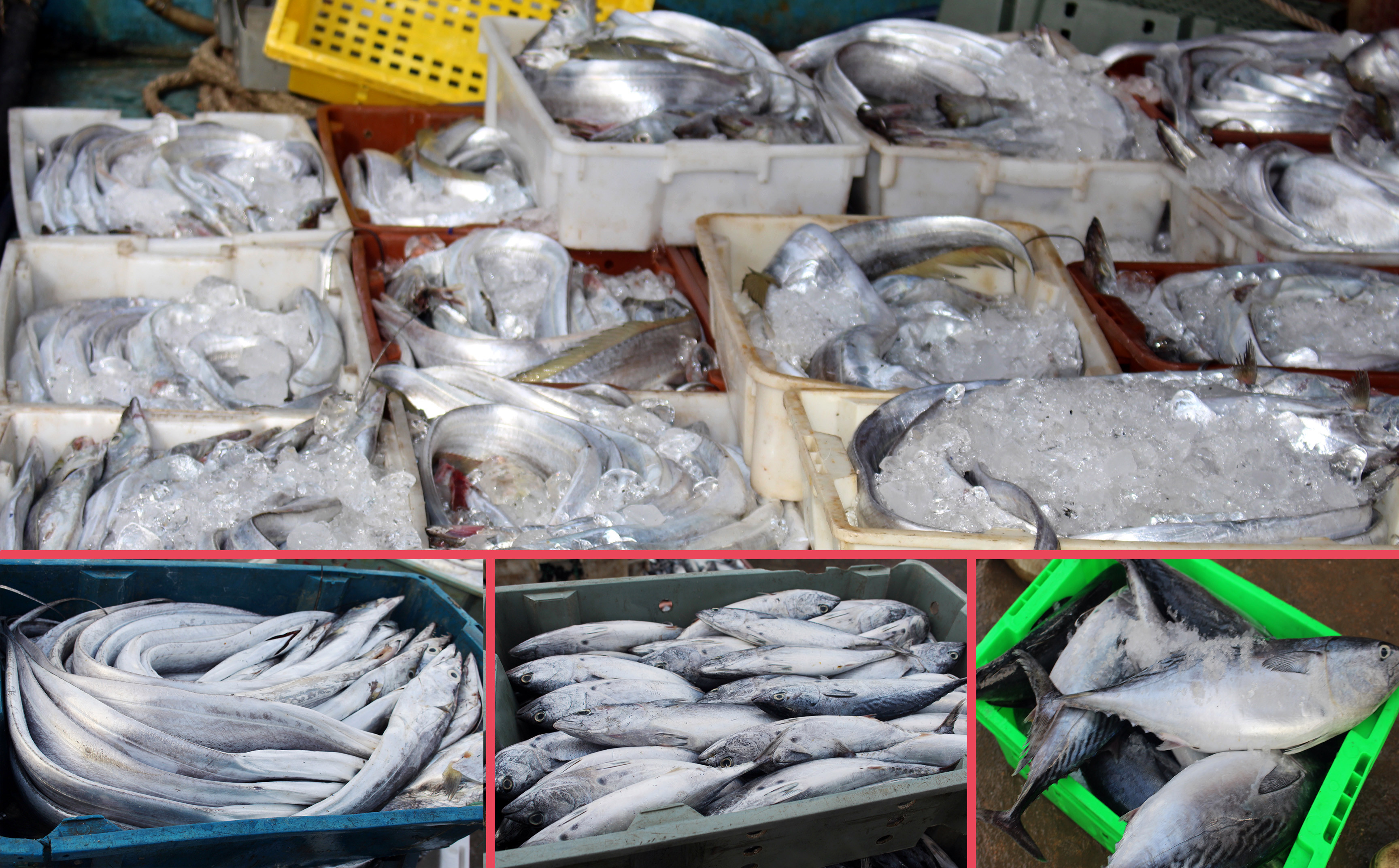 Các loại hải sản có giá trị được đánh bắt từ biển về như: cá thu (140.000 đồng/kg; cá hố 120.000 đồng/kg; cá ngừ, cá bạc má giá 40.000 – 50.000 đồng/kg.. 
