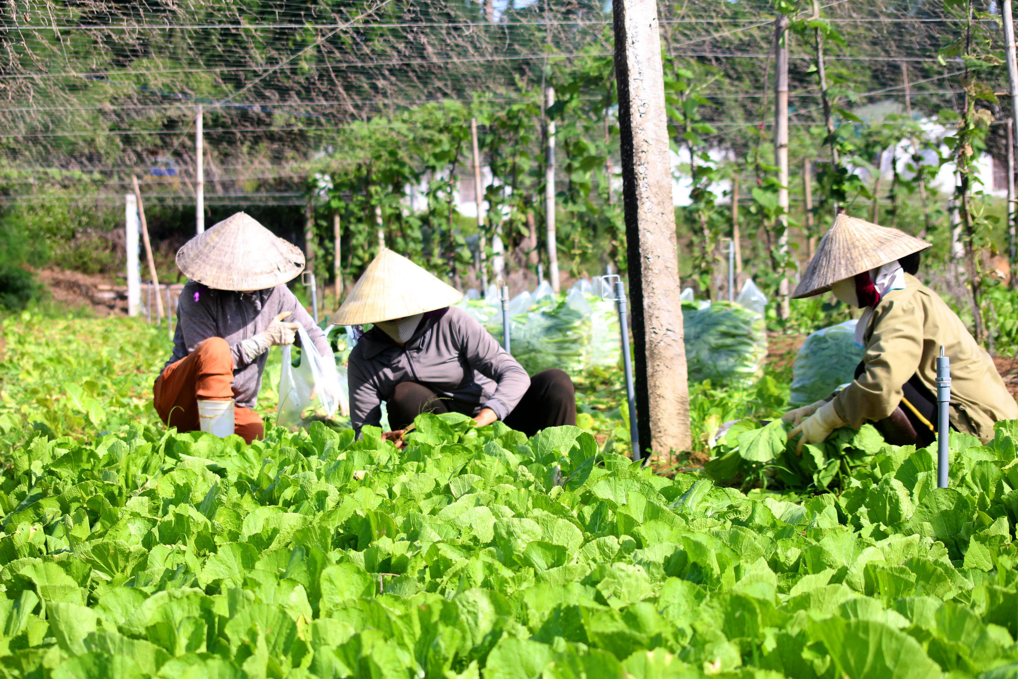 Nông dân xã Quỳnh Liên (thị xã Hoàng Mai) thu hoạch rau màu trước khi mưa lớn gây ra. Ảnh: Việt Hùng