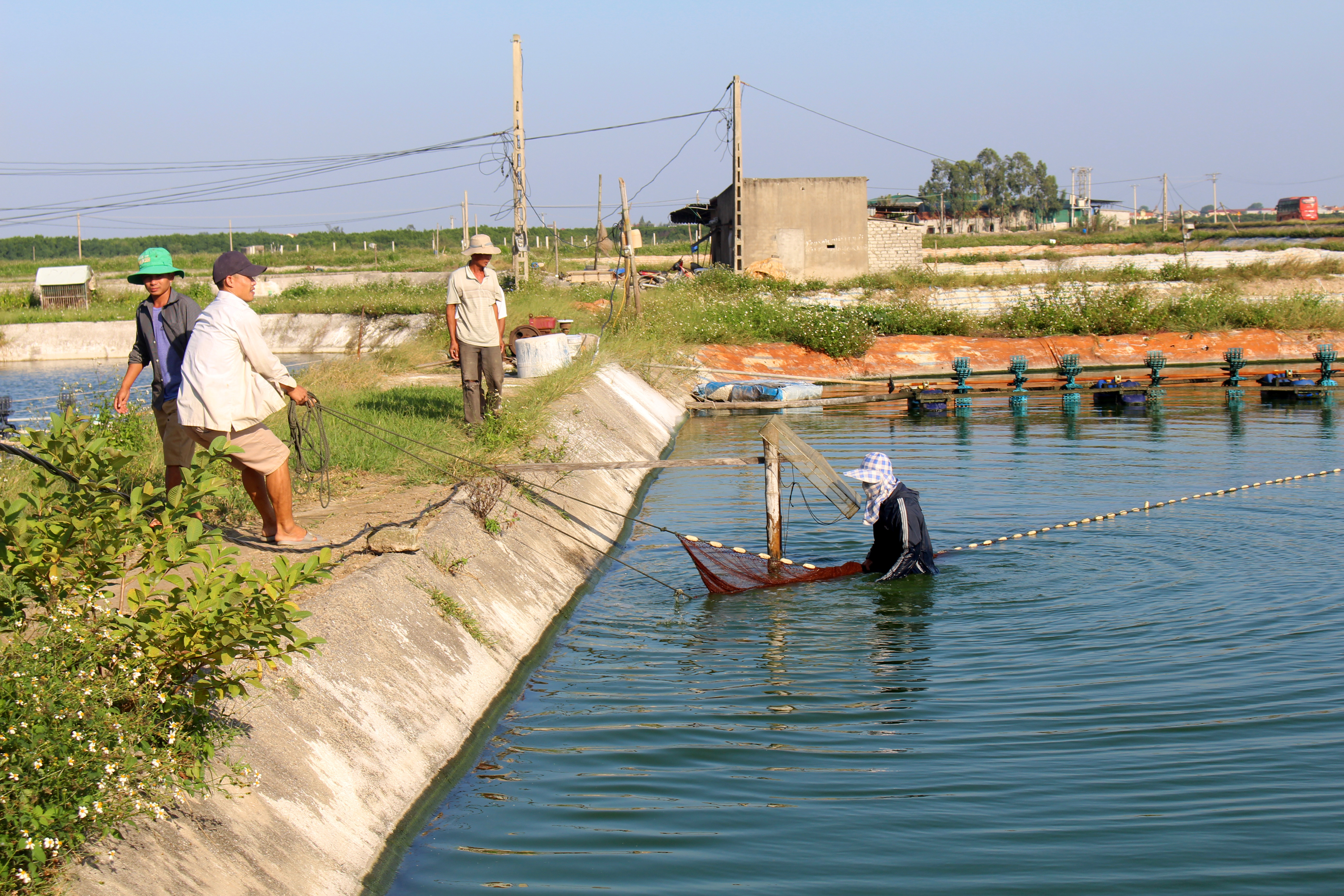 Các hộ ở Quỳnh Lưu đang khẩn trương thu hoạch tôm vụ 3. Ảnh: Việt Hùng