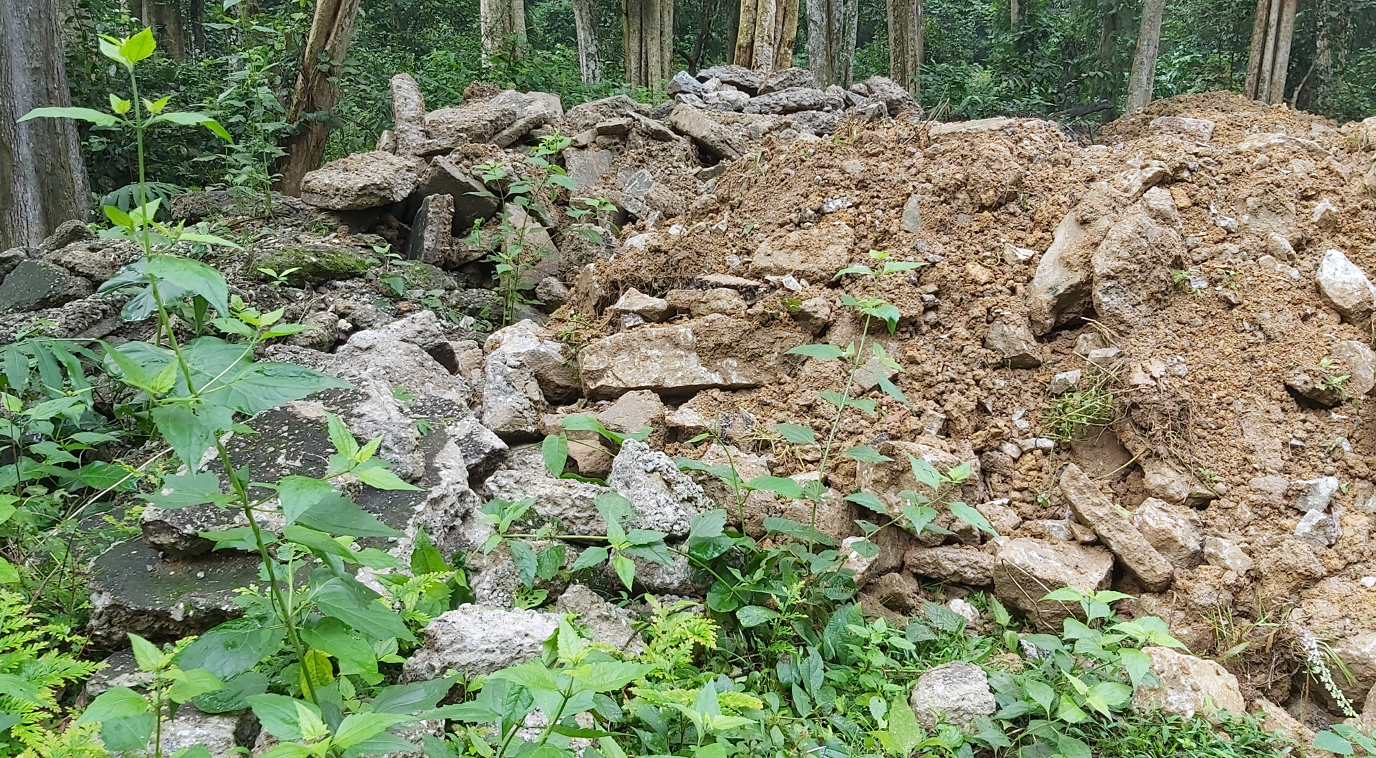 Đủ các loại rác thải đổ xuống rừng săng lẻ trong thời gian gần đây, Ảnh: Hồ Phương