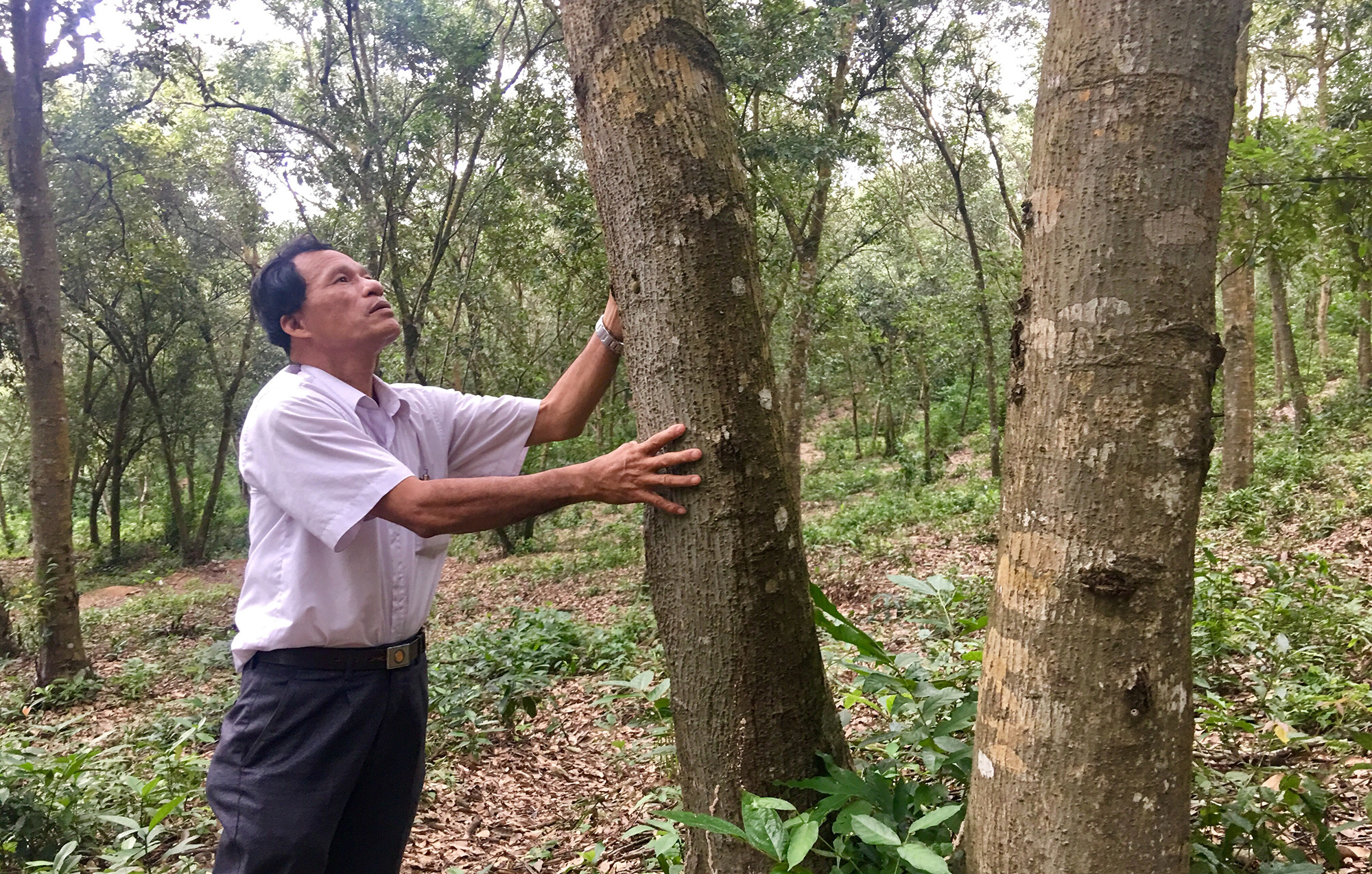 Ông Nguyễn Thanh Sơn - Chủ tịch hội nông dân xã cho biết: Cây dẻ sinh trưởng rất chậm, thân cây Dẻ này có tuổi thọ gần trăm năm.