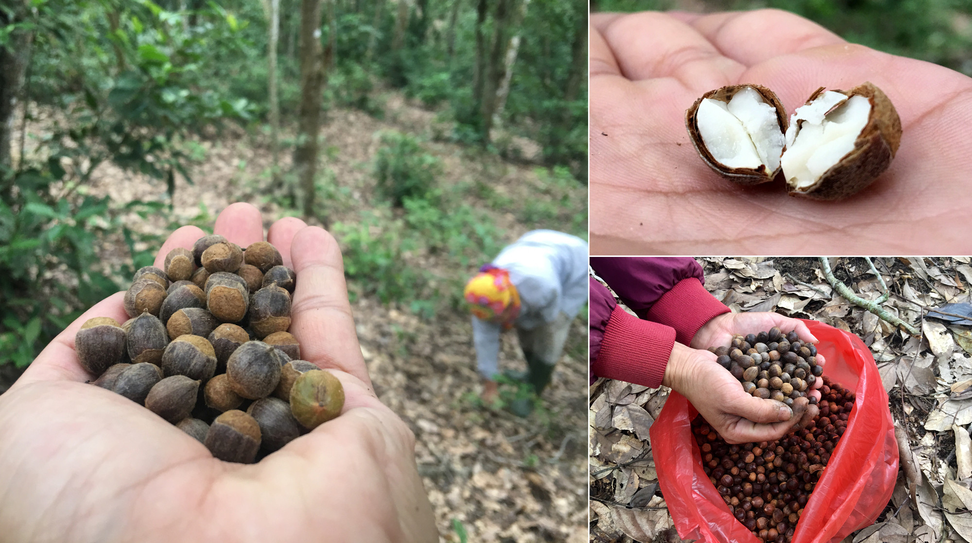 Hạt dẻ rụng nhiều nhất vào tháng 11; nhân hạt dẻ rừng Giang Sơn Đông chắc và trắng tinh.