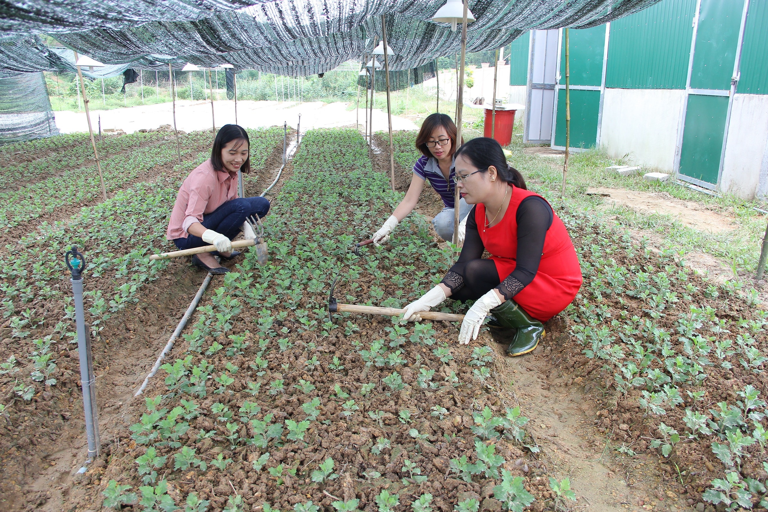 Những vườn ươm hoa mẫu, hướng đi mới cho người dân tại xã Cao Sơn. Ảnh: Mỹ Nga