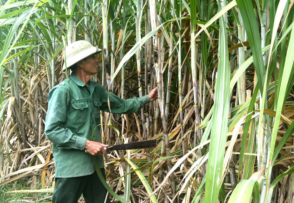 Ông Nguyễn Thanh Bình, Nghĩa Đồng tỉa lá khô cho mái trước khi thu hoạch. Ảnh: Thanh Phúc