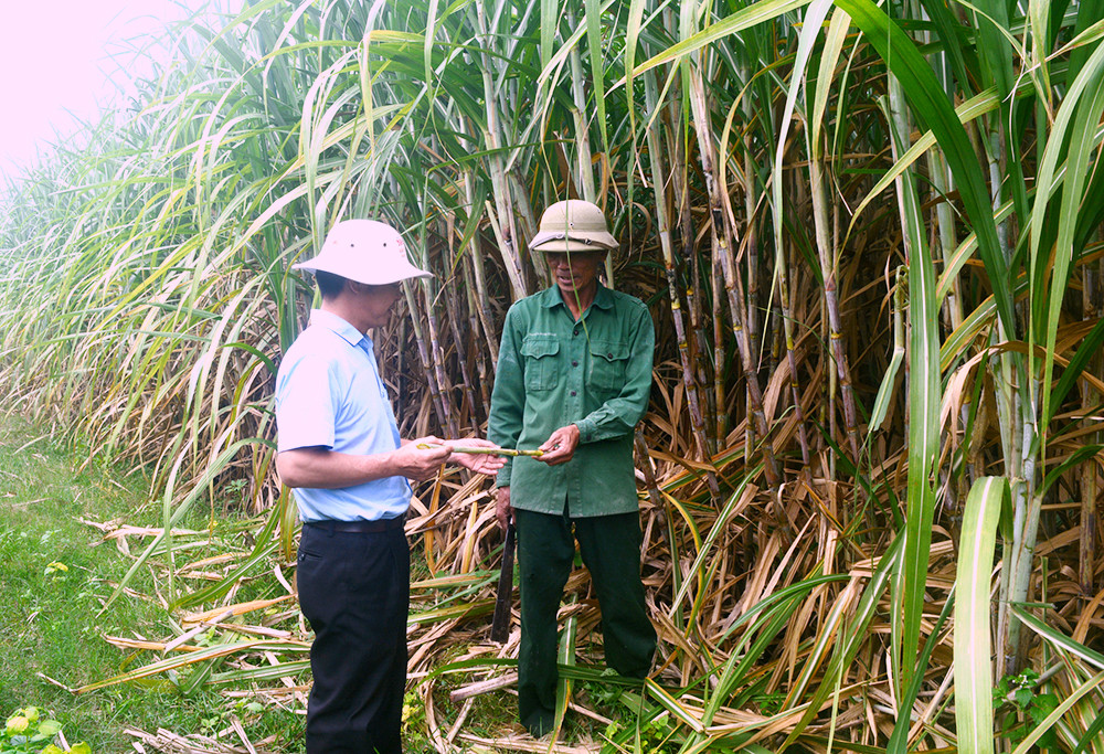 Cán bộ Nông vụ của Công ty CP Mía đường sông Con trao đổi thời gian thu hoạch mía với bà con. Ảnh: Thanh Phúc