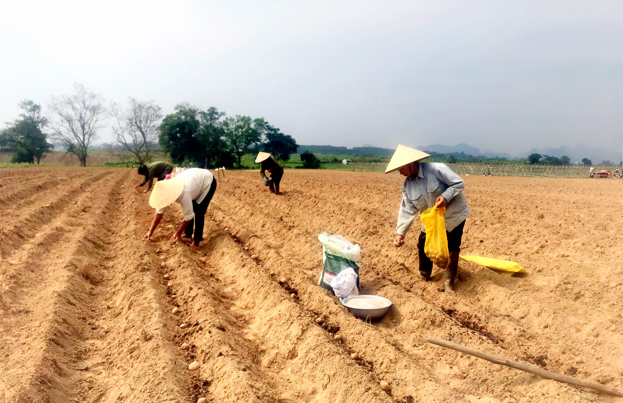Những ngày này, trên các cánh đồng vùng bãi Sông Lam ở xã Phúc Sơn bà con nông dân đang tích cực ra đồng làm đất và xuống giống trồng thử nghiệm giống khoai tây Marabel của Đức