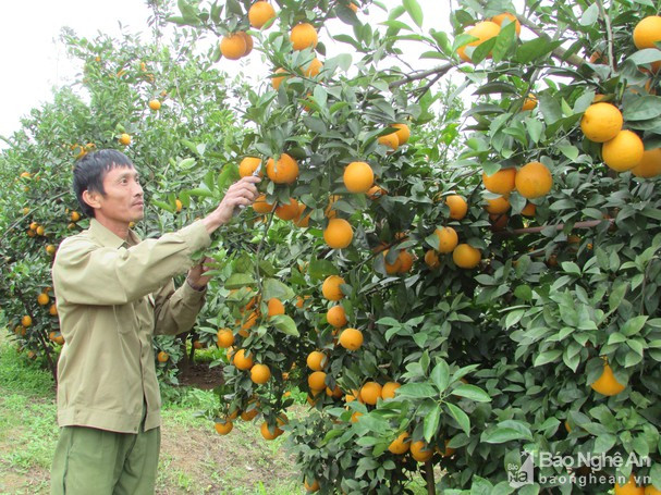 Nhiều hộ gia đình ở Nghĩa Yên, Nghĩa Đàn phát triển kinh tế gia đình từ cây cam. Ảnh tư liệu Minh Thái