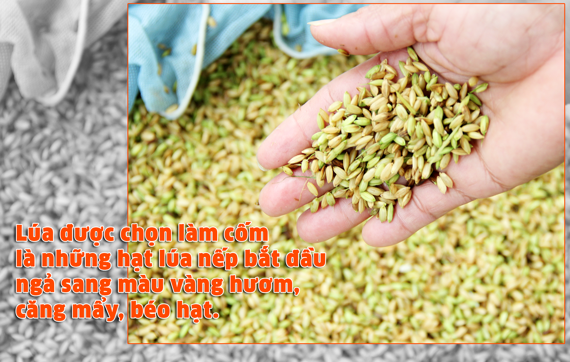 lúa được chọn làm cốm là những hạt lúa nếp bắt đầu ngả sang màu vàng hươm, căng mẩy, béo hạt. Ảnh Mỹ Nga 