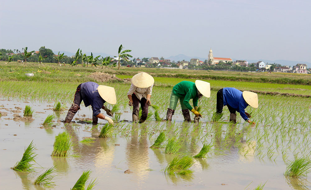 Nông dân nhiều vùng ở Quỳnh Lưu xuống đồng gieo cấy sớm trong vụ Xuân 2019. Ảnh: Phú Hương