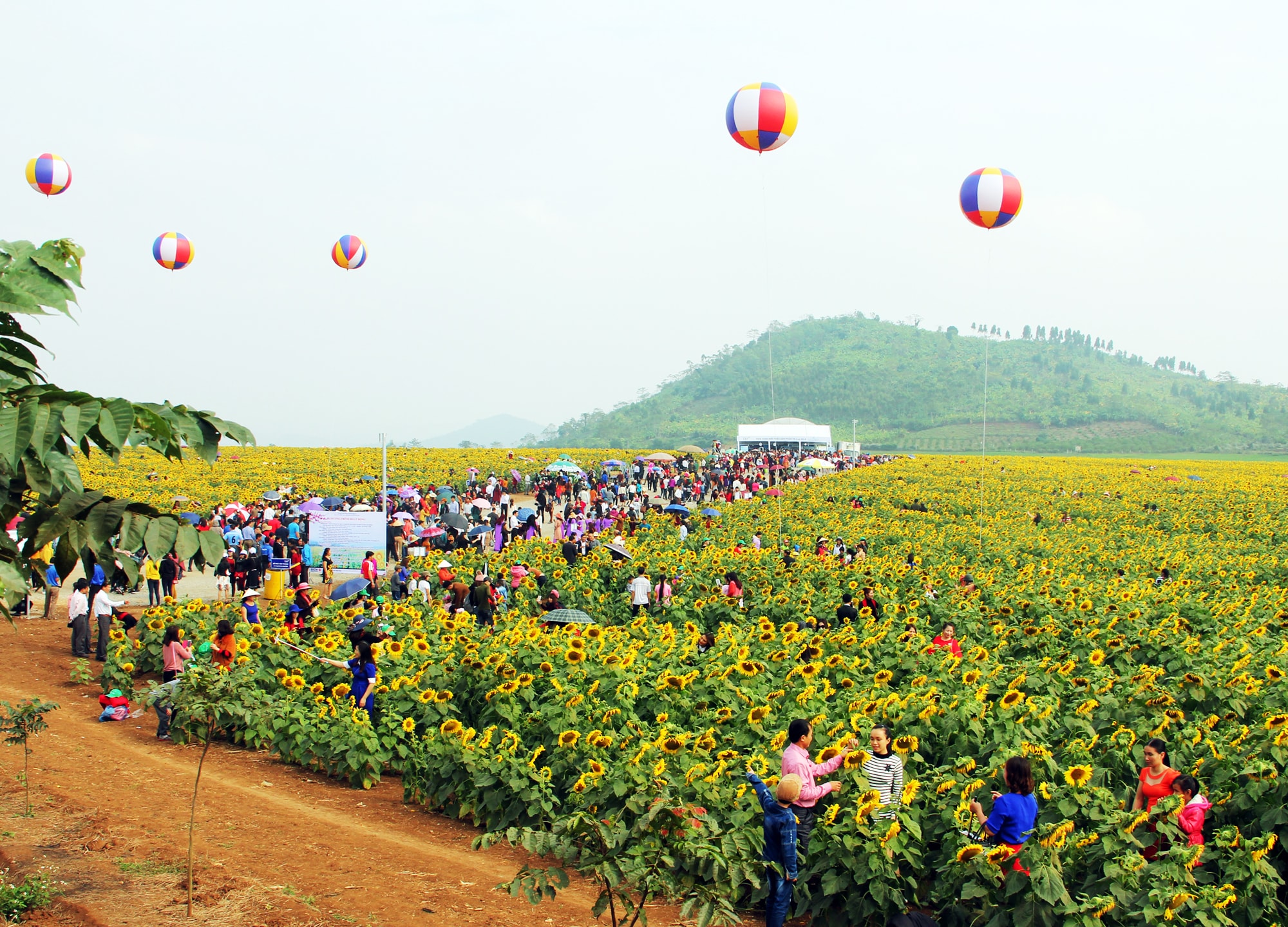 Lễ hội Hoa Hướng dương lần thứ nhất được tổ chức vào năm 2016. Ảnh: Hồ Phương