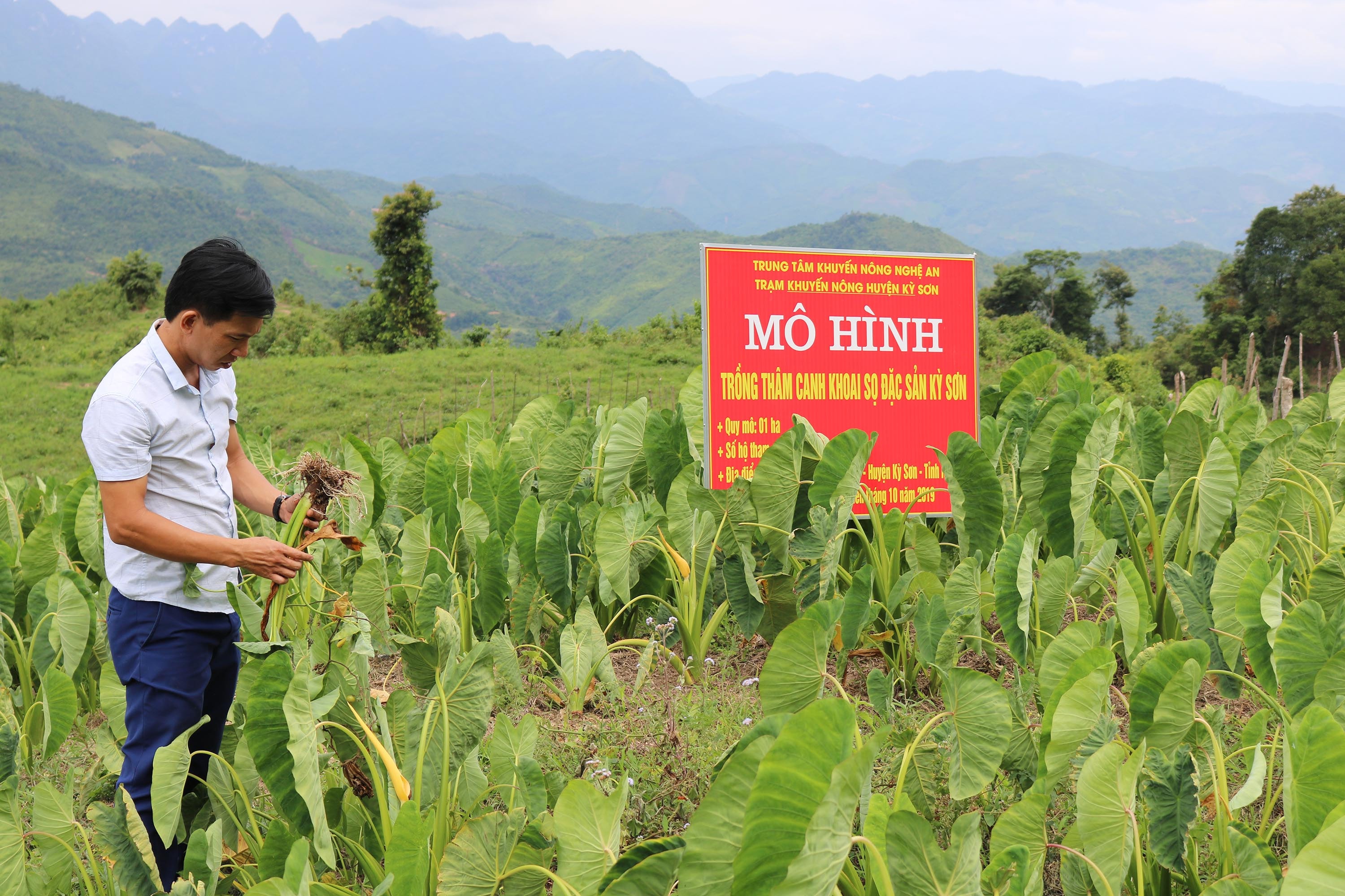 Nhiều diện tích được các tổ chức đầu tư gieo trồng công phu cũng chung cảnh mất mùa. Ảnh: Lữ Phú