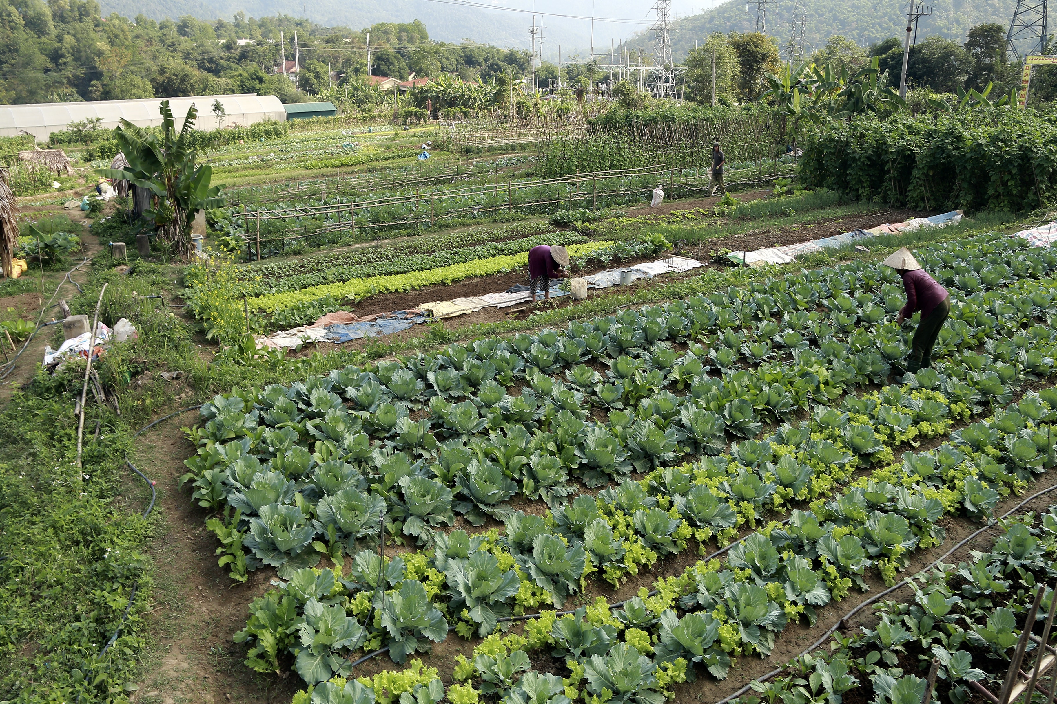 Từ khoảng 5 năm nay vườn rau bản Phòng, xã Thạch Giám, huyện Tương Dương (Nghệ An) được nhiều người biết đền là vườn rau an toàn. Rau xanh ở đây được người dân trồng hoàn toàn bằng phương pháp thủ công, không dùng bất kỳ loại hóa chất nào. Ảnh: Đình Tuân