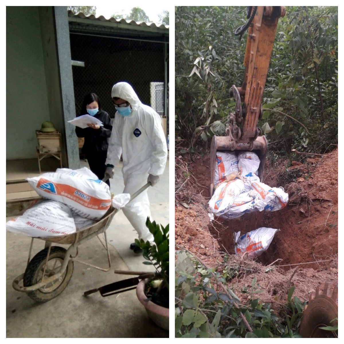 Lực lượng chức năng tiêu hủy đàn gà mắc bệnh cúm gia cầm H5N6 của gia đình bà Nguyễn Thị Sâm, xóm 6, xã Quỳnh Tam. Ảnh Hồng Diện