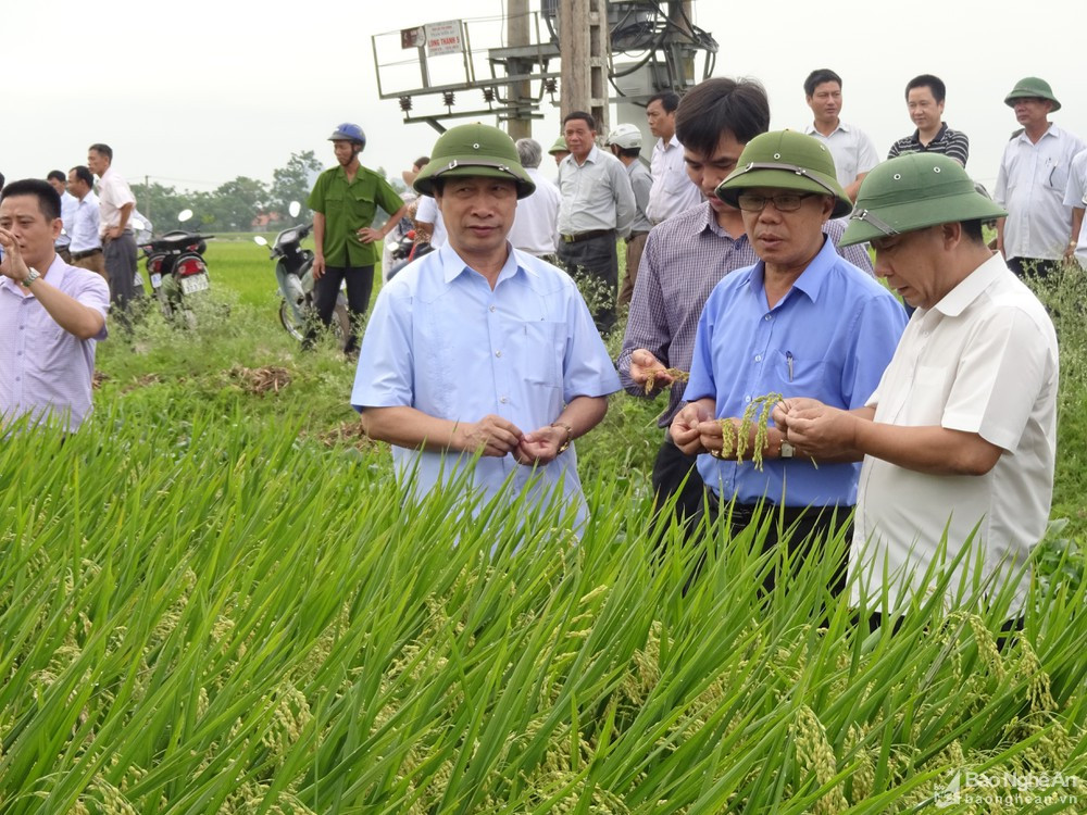 Hội thảo đánh giá mô hình liên kết sản xuất lúa thương phẩm QJ1 tại Yên Thành. Ảnh- Tư liệu - Thái Hồng