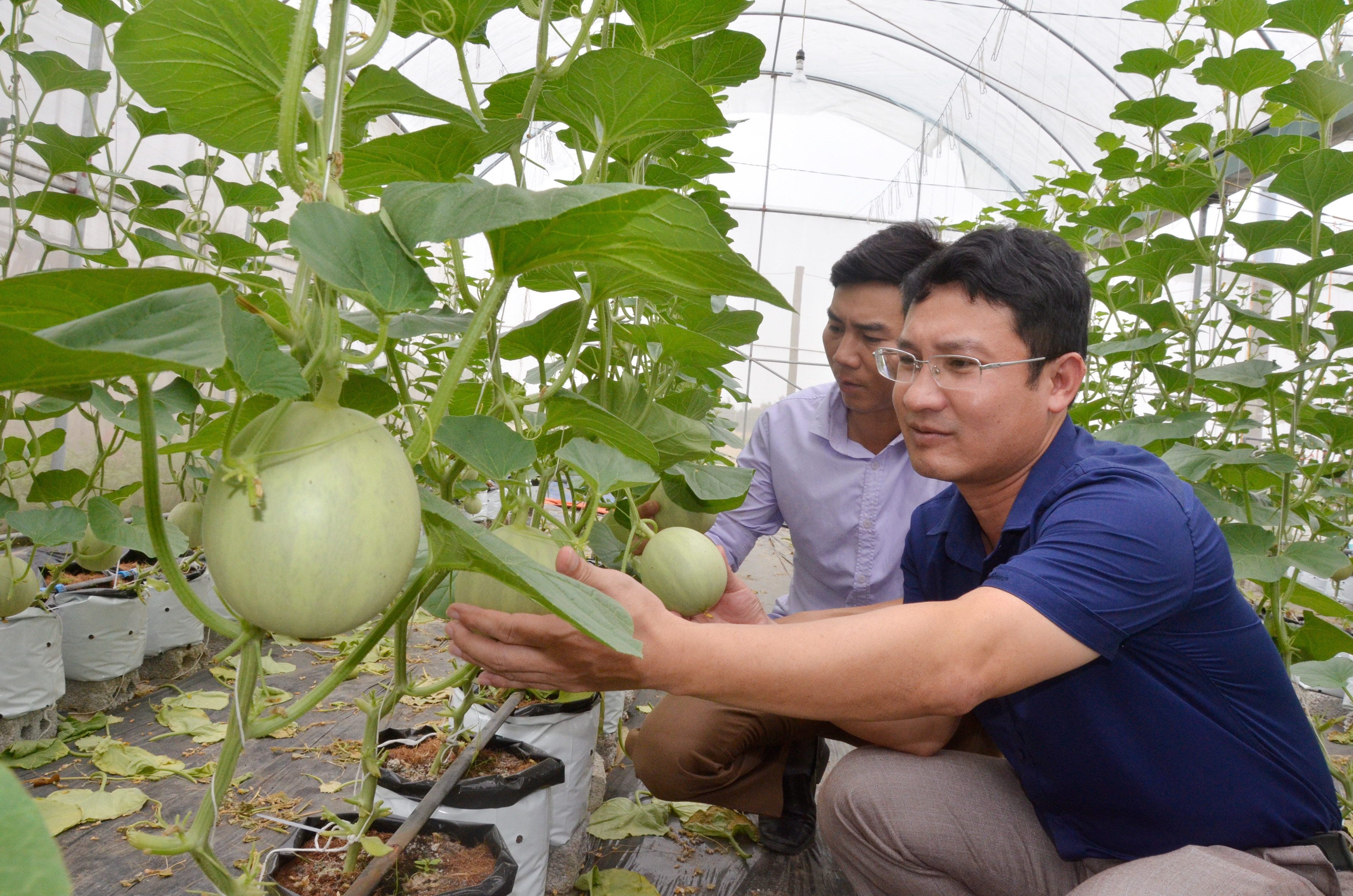 Phát triển nông nghiệp công nghệ cao ở Nghệ An. Ảnh: Thanh Lê