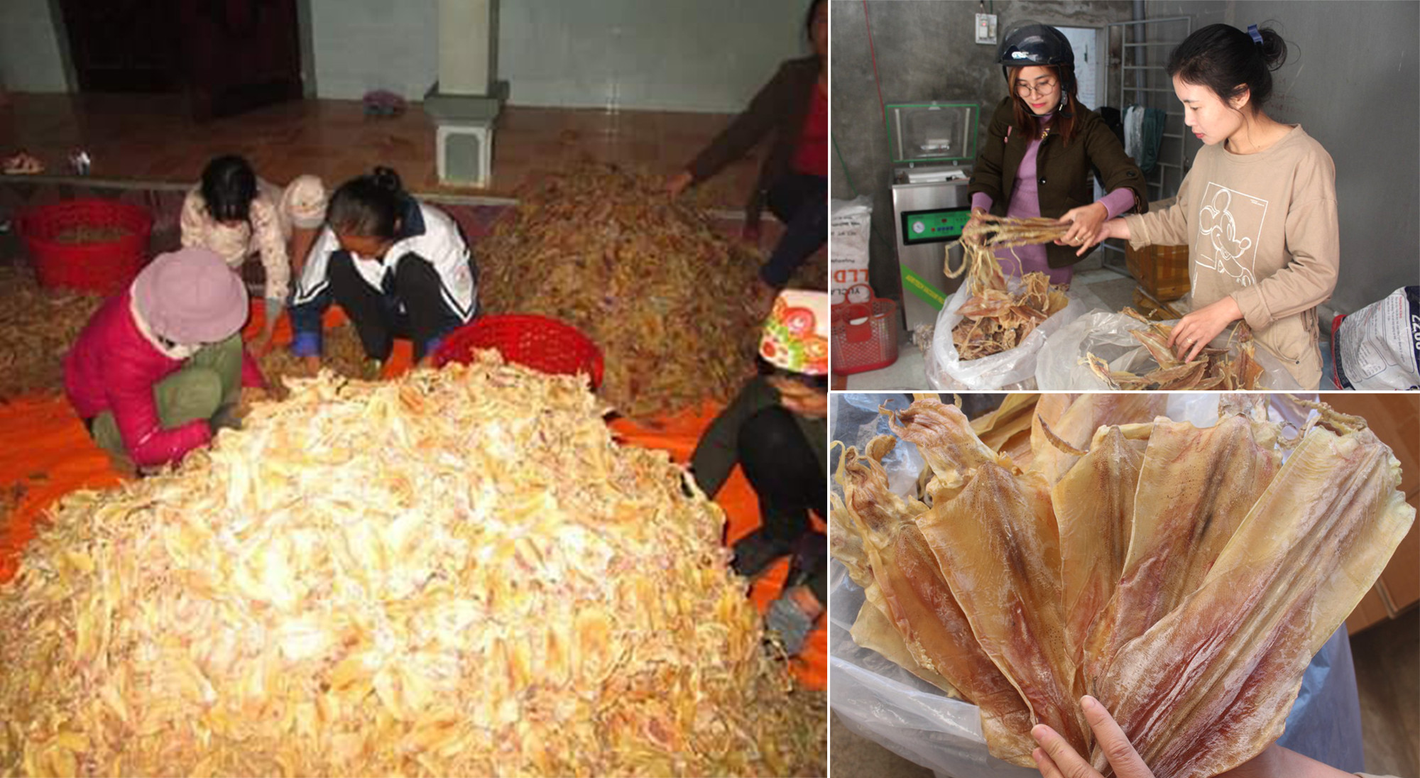 Hiện nay các cơ sở thu mua hải sản ở Quỳnh Lưu đang tập trung gom hàng để phục vụ cho thị trường tết.