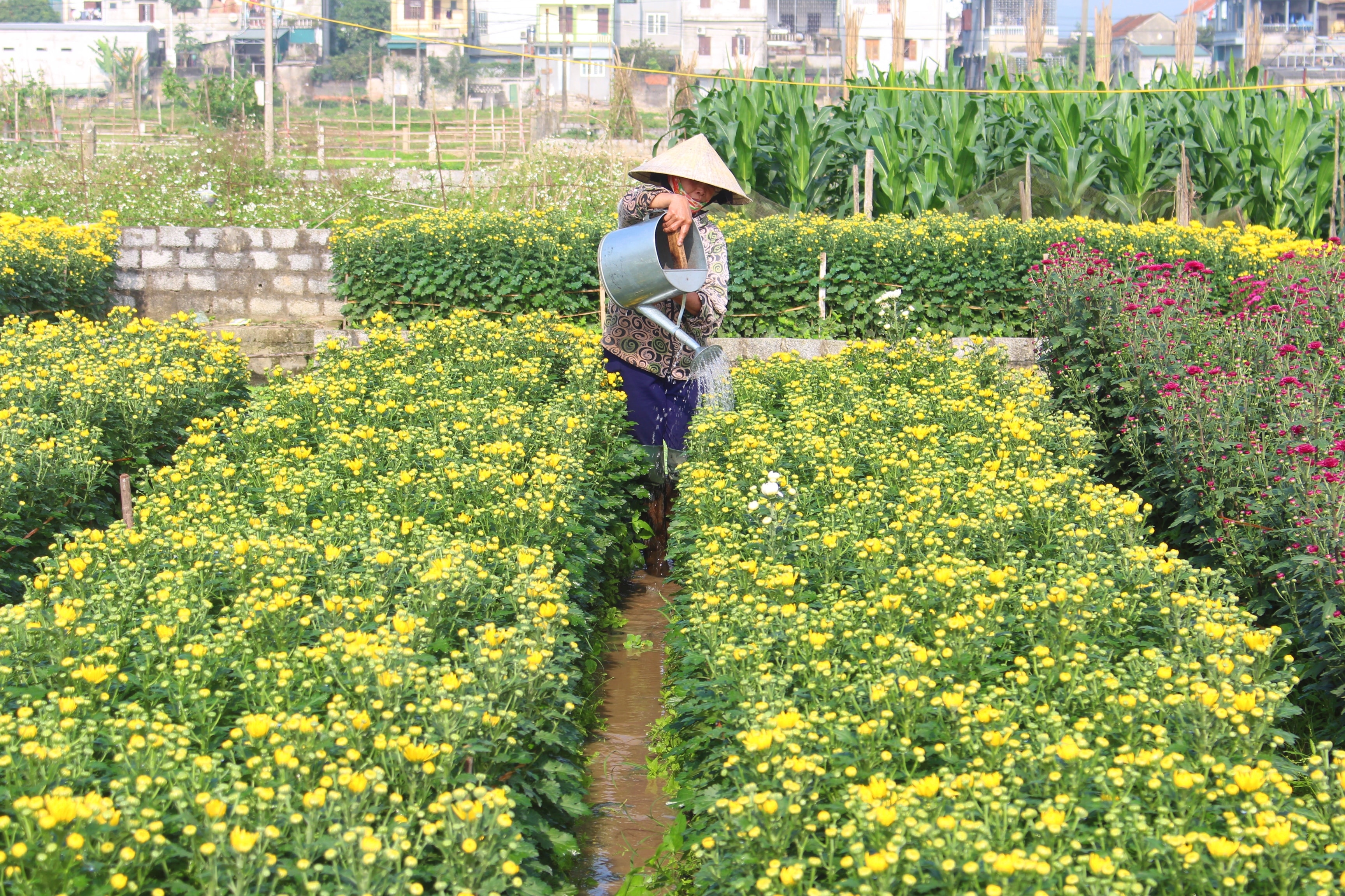 Bà con bám đồng chăm bón hoa tươi cẩn thận với mong muốn vớt vát lại chi phí đầu tư ban đầu. Ảnh: Việt Hùng.
