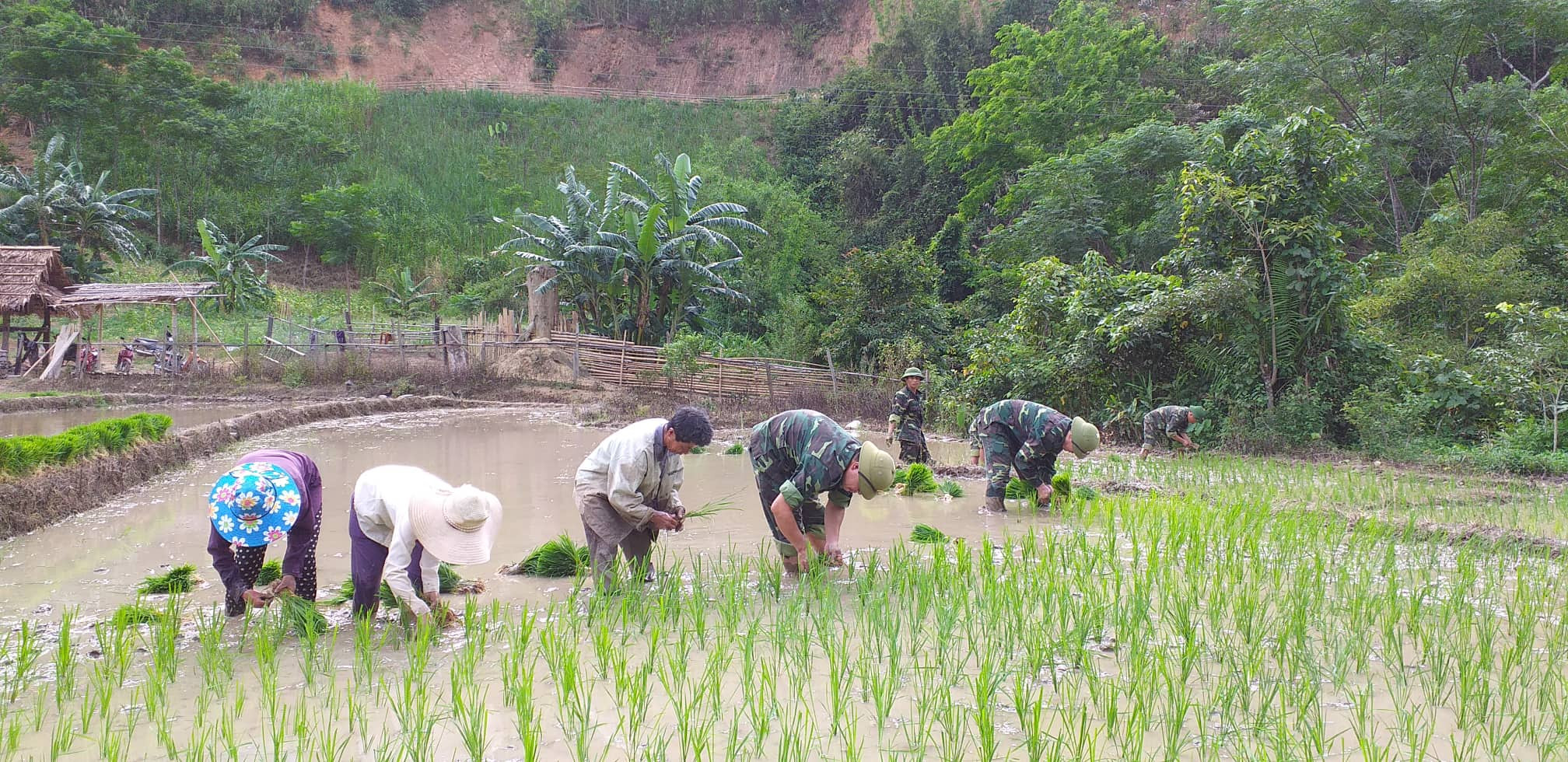 Bộ đội Biên phòng tỉnh Nghệ An giúp người dân khu vực biên giới trồng lúa nước. Ảnh: Hải Thượng