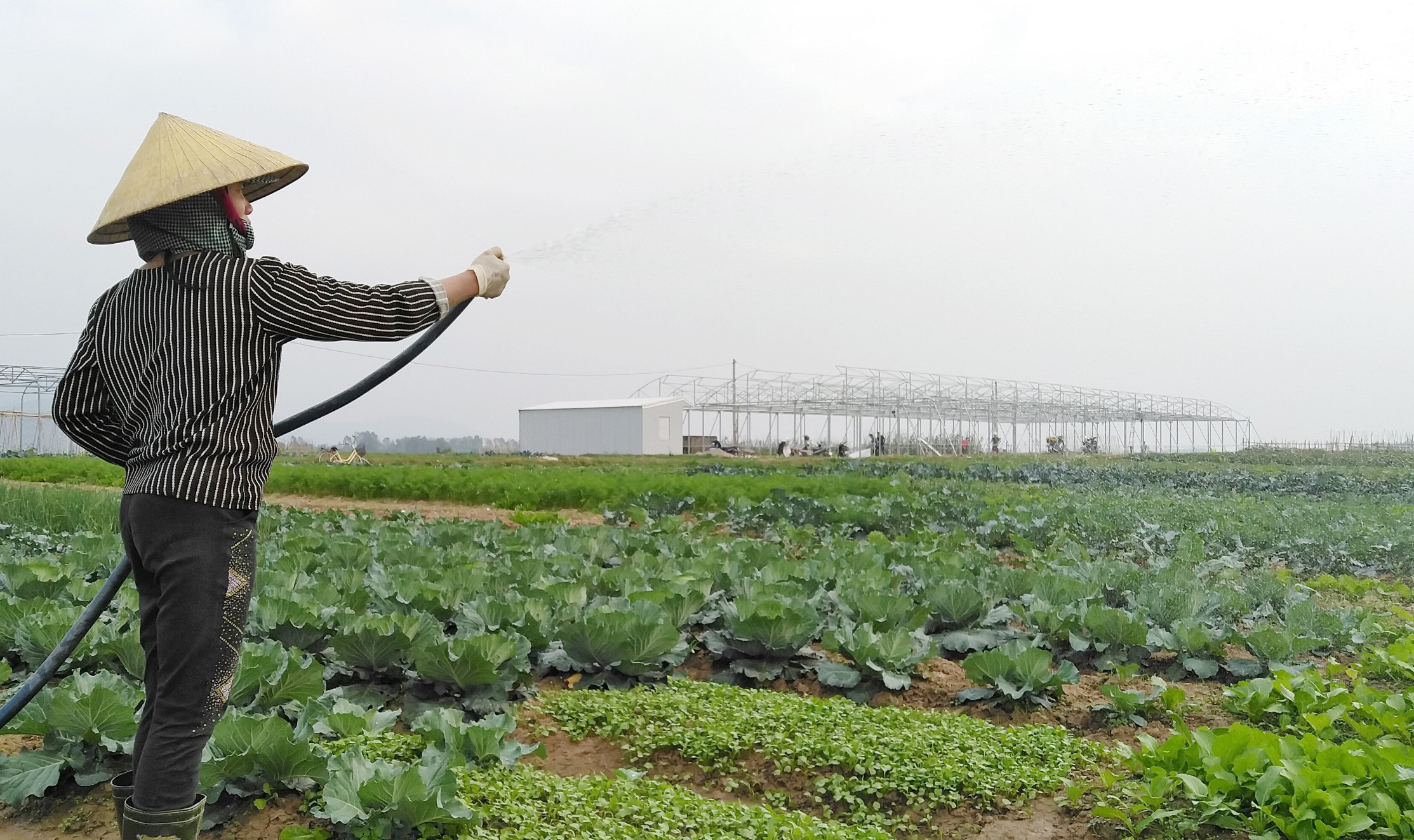 Hưng Nguyên tập trung chuyển đổi cơ cấu cây trồng, nâng cao giá trị trên đơn vị diện tích. Ảnh: Mai Hoa