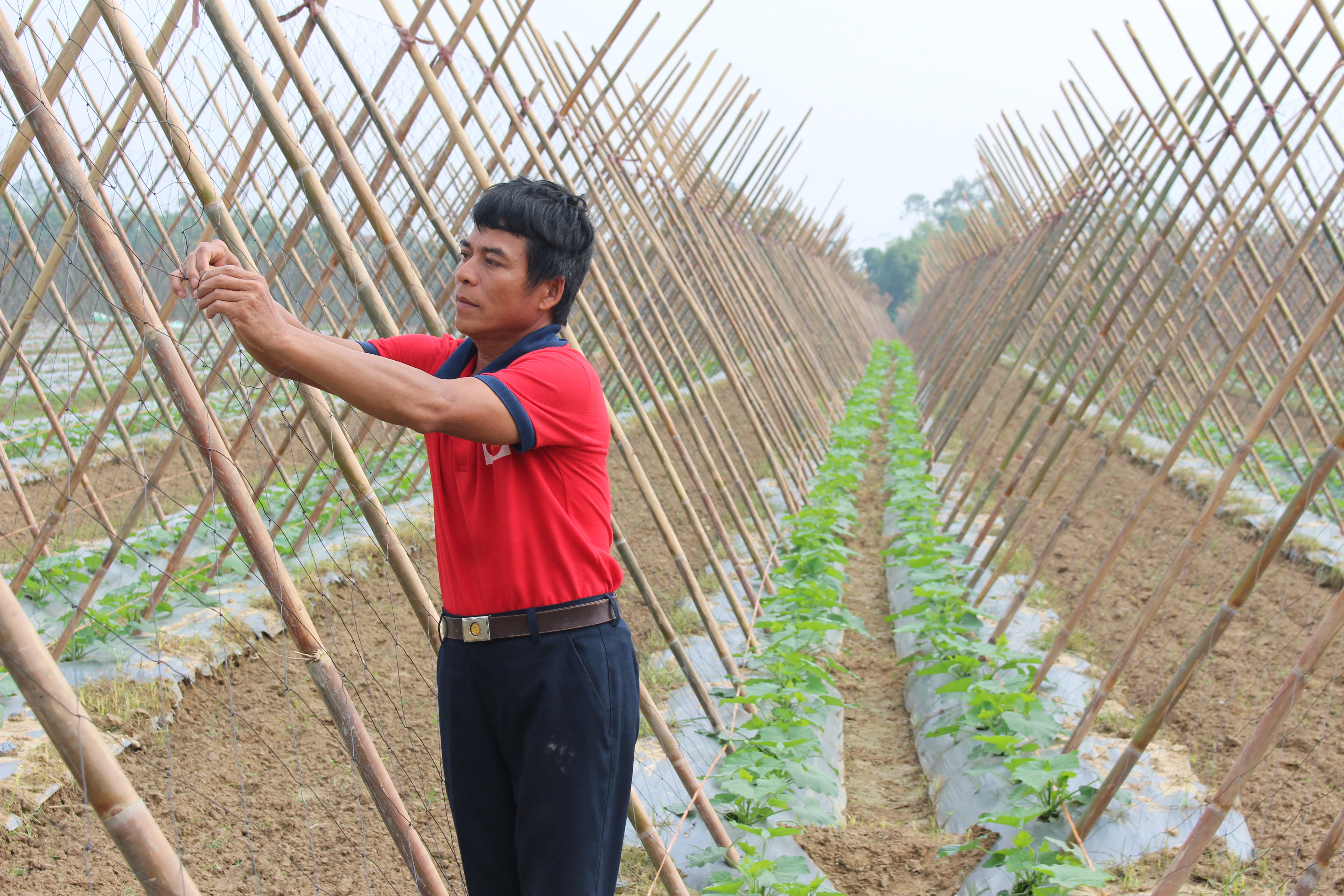 mô hình thâm canh tập trung cây bí xanh, hiệu quả kinh tế cao ở Trung Sơn, ảnh Đinh Nguyệt