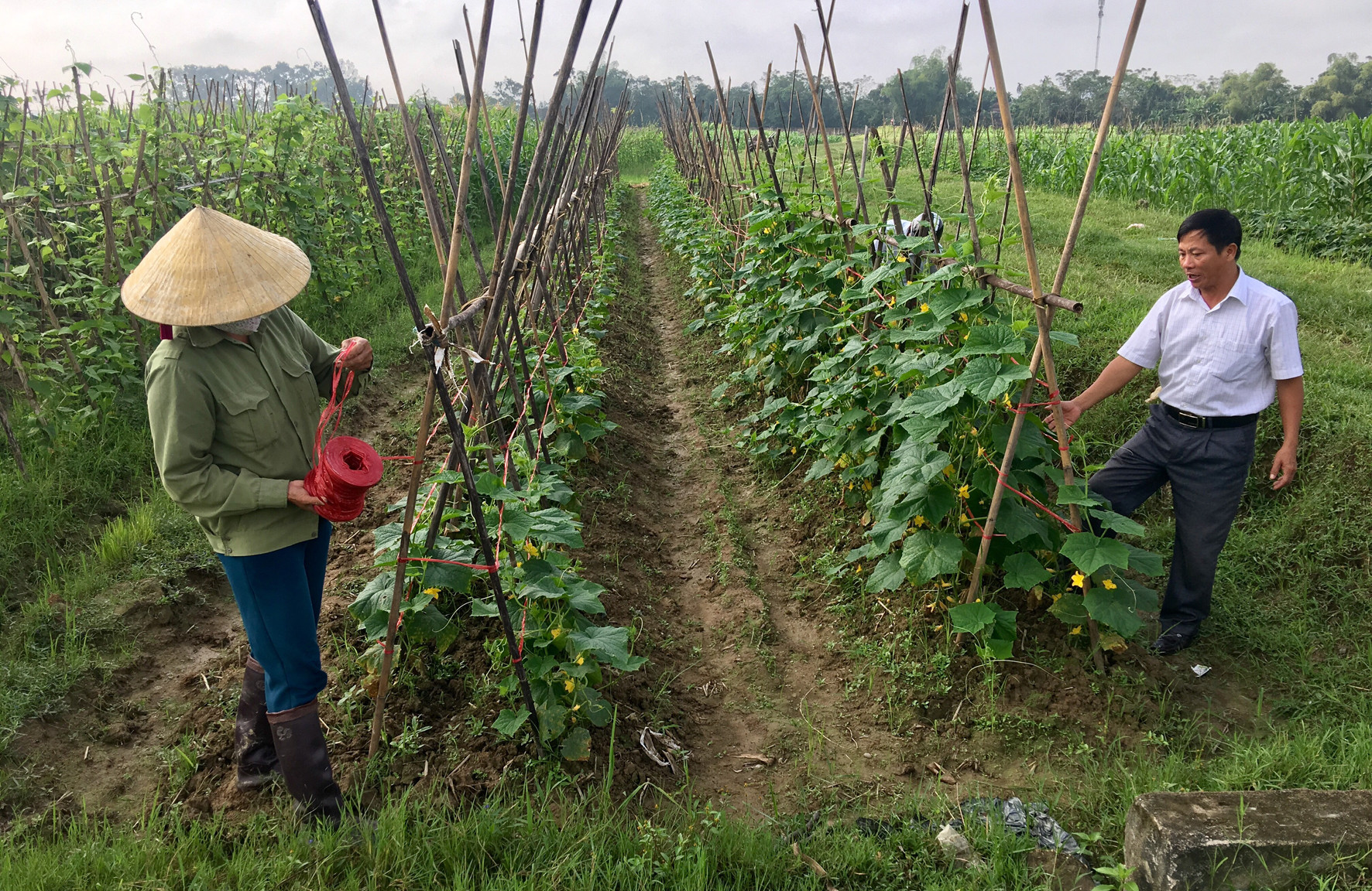 Nông dân xã Thuận sơn trồng cây vụ đông cho thu nhập cao trên đất hai vụ lúa. Ảnh: Ngọc Phương