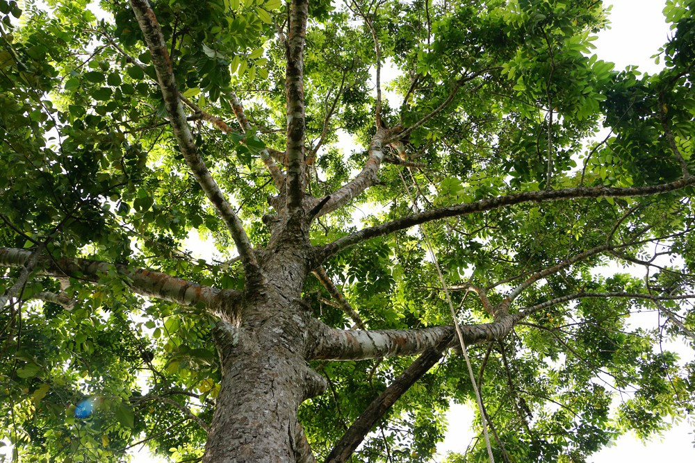 Trám đen là loại cây thân gỗ mọc tự nhiên, những năm gần đây loài cây này đụoc nhiều người dân Thanh Chương nhân rộng