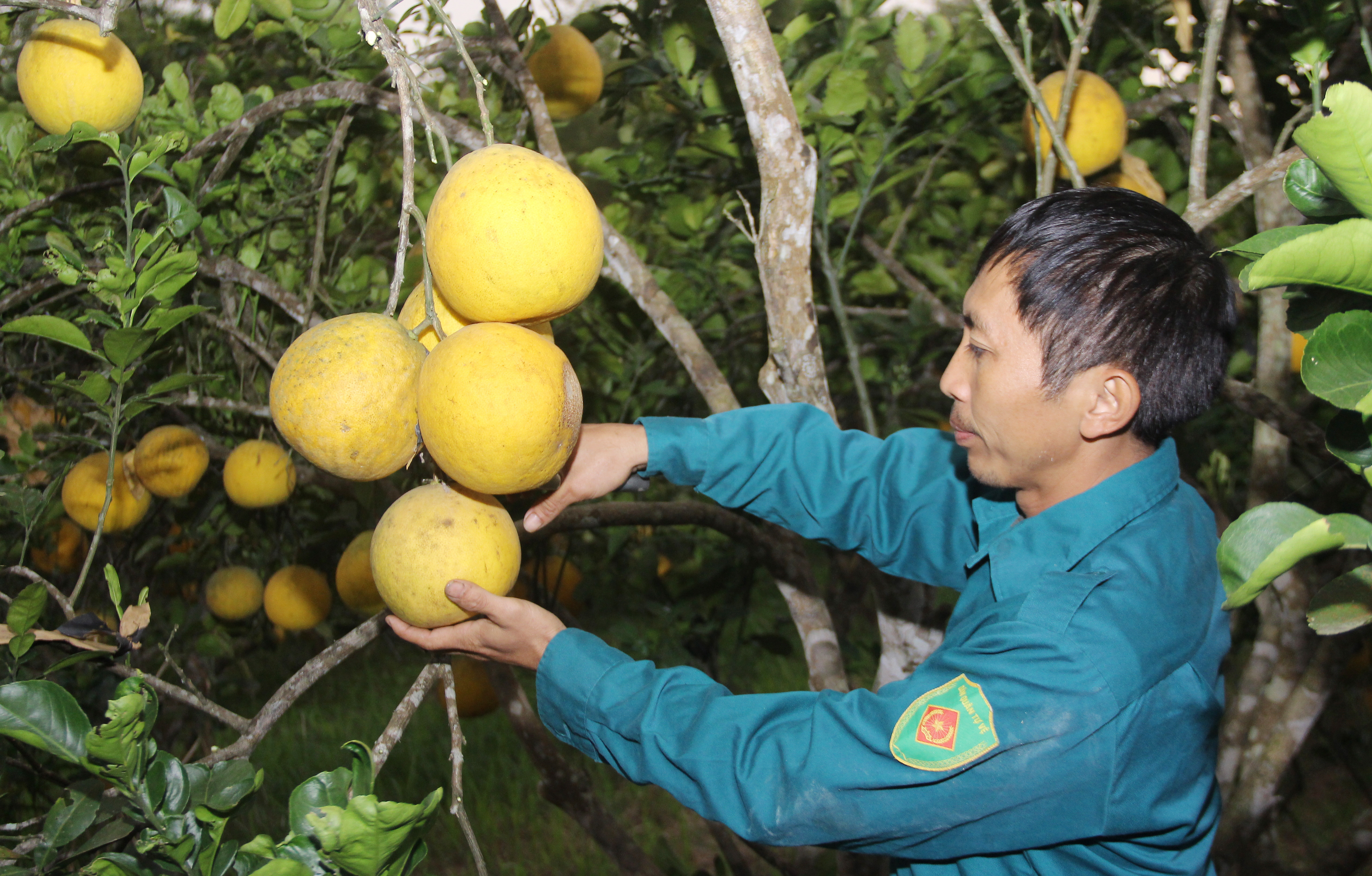 Cùng với cây cam, 