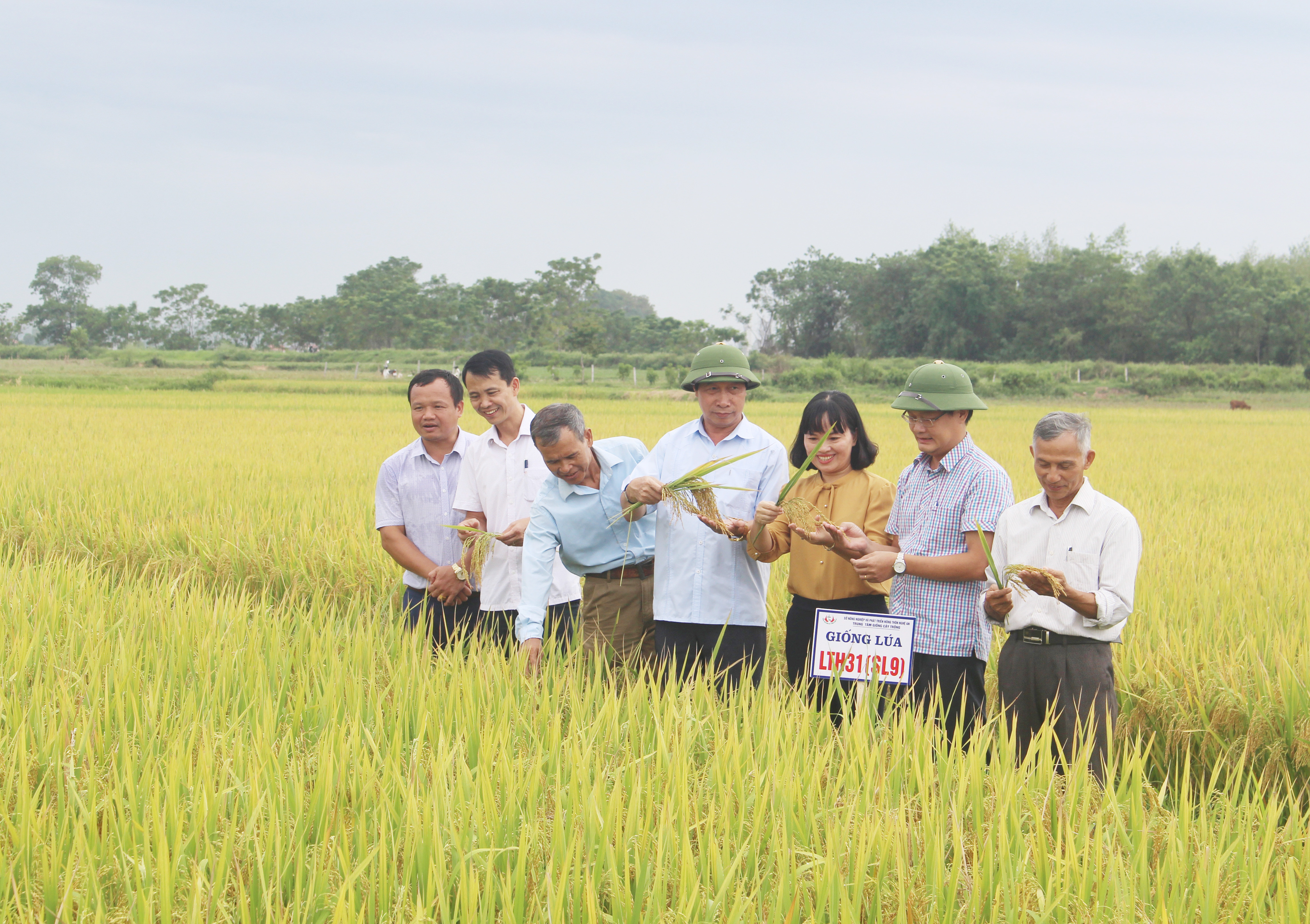 Toàn huyện Thanh Chương hiện có 8.500 ha lúa, trong đó có 15% diện tích lúa thuần và 75% diện tích lúa lai có năng suất, khả năng năng kháng sâu bệnh tốt và chất lượng gạo ngon như Thái Duyên 111, VT404; Phú Ưu 978... Ảnh: Mai Hoa