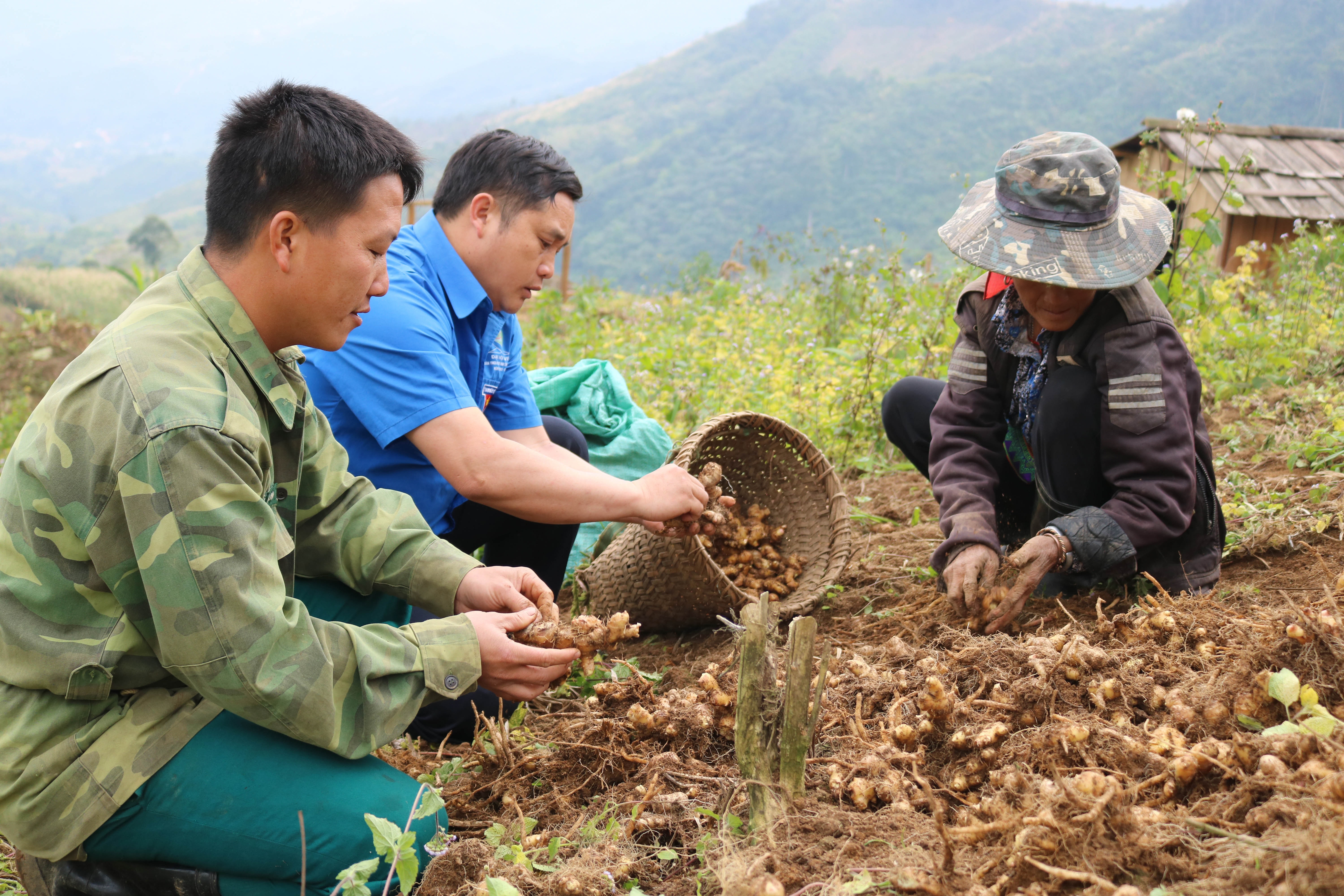 Mô hình trồng gừng của Xồng Bá Dênh năm 2019 cho thu nhập 100 triệu/năm. Ảnh: Lữ Phú