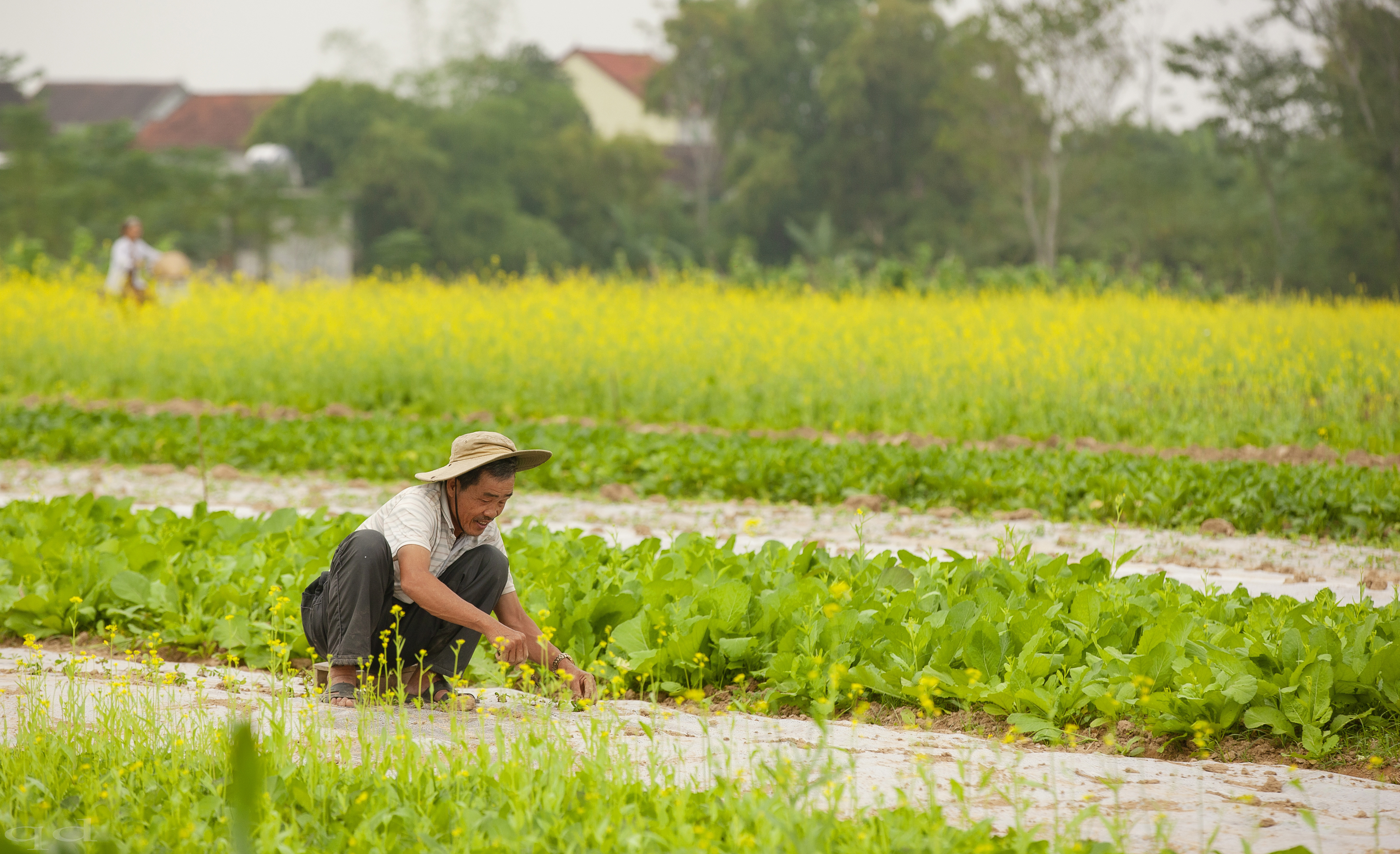 Gối vụ. Ảnh Quốc Đàn.