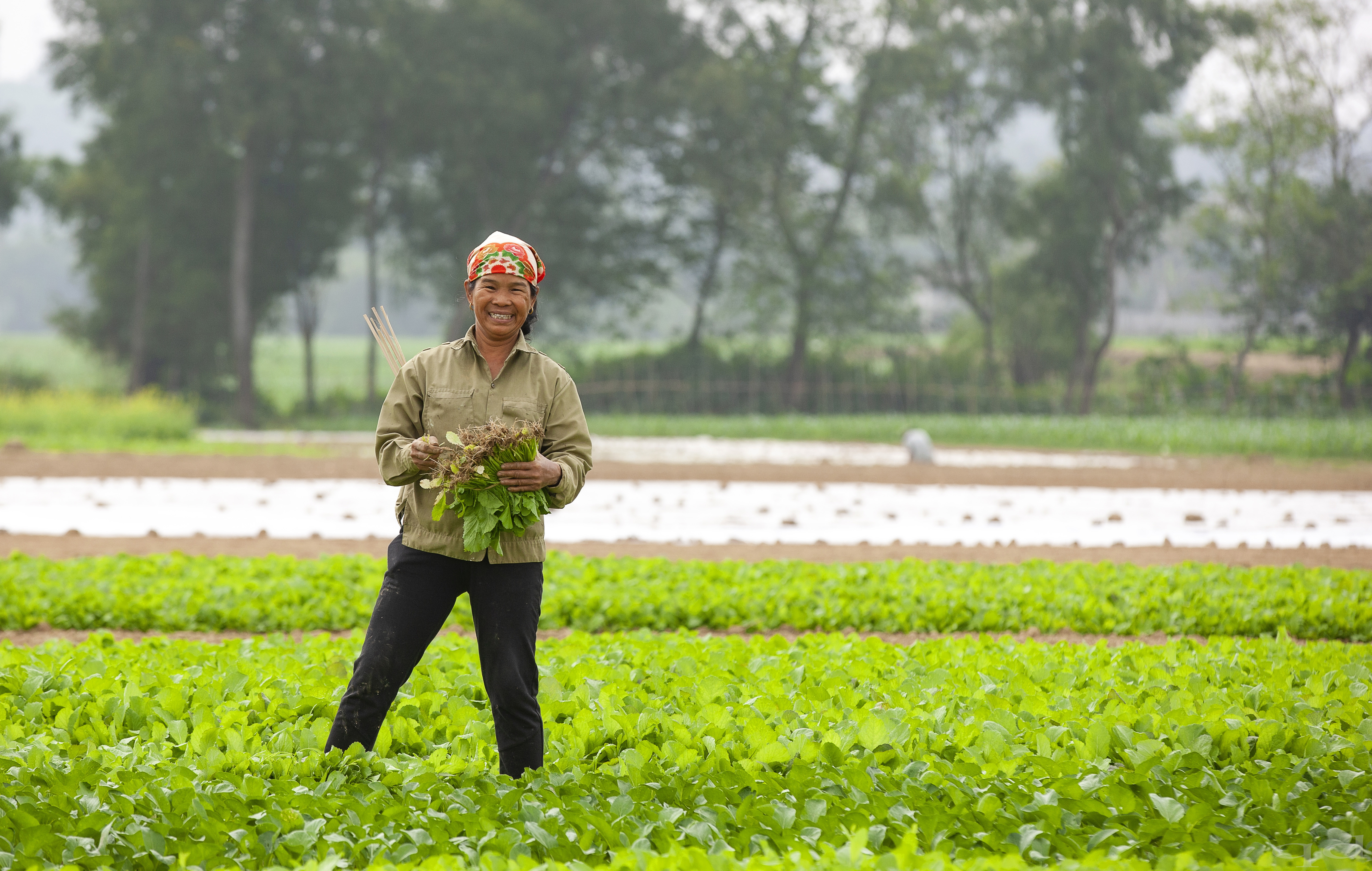 Nhờ trồng gối vụ, đến thời điểm này ngoài những ruộng cải ngồng dành để muối dưa, người nông dân vẫn có rau 